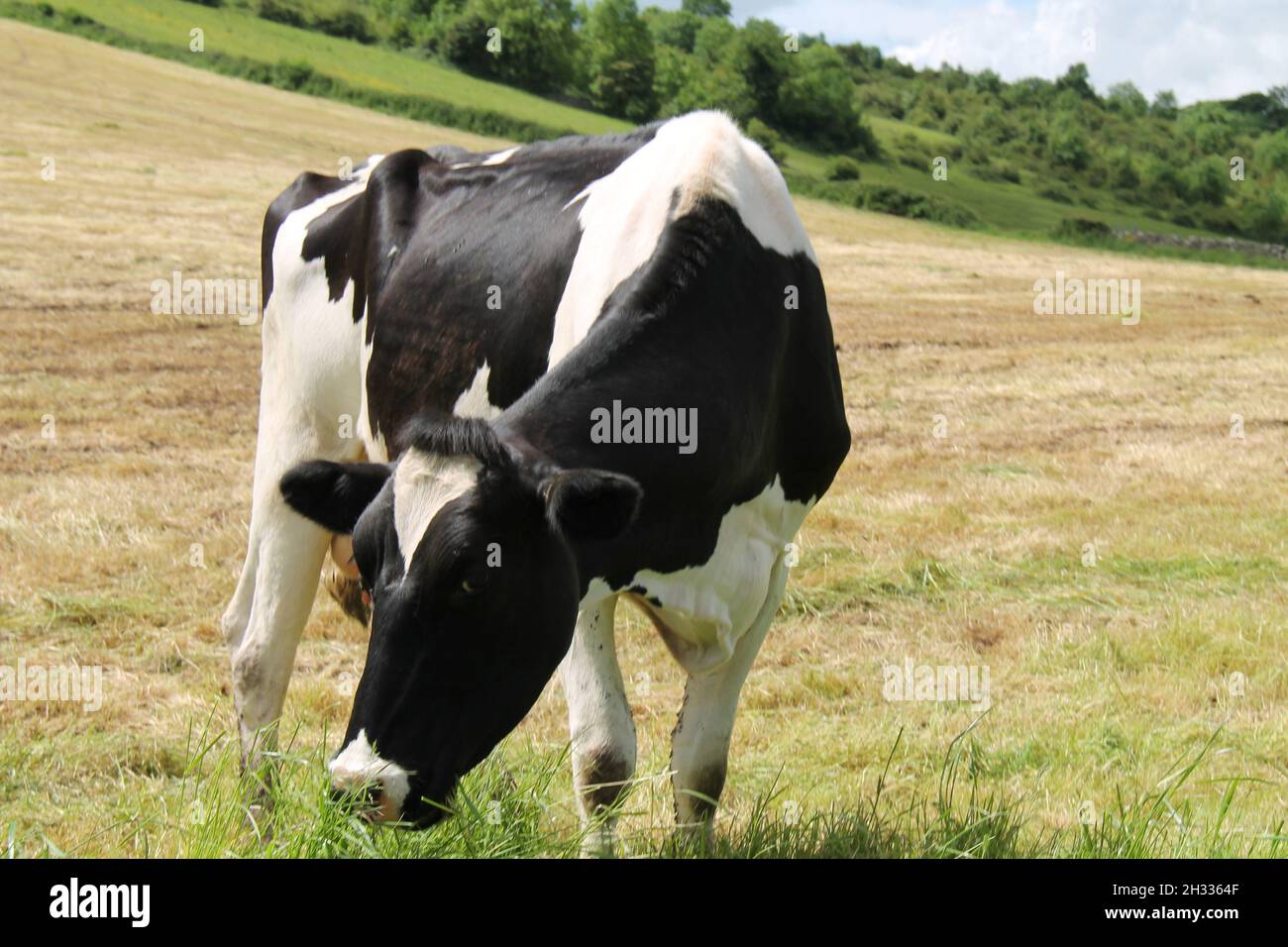 Una mucca casearia che pascola su un prato di erba Hillside. Foto Stock