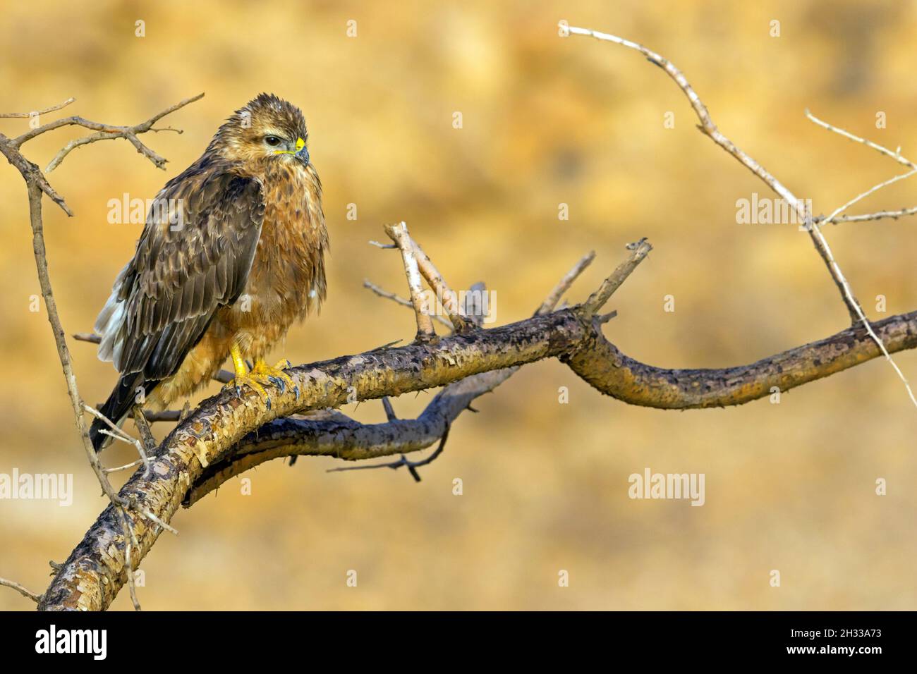 Falkenbussard, Buteo buteo vulpinus, Mäusebussard, Buteo buteo, Foto Stock