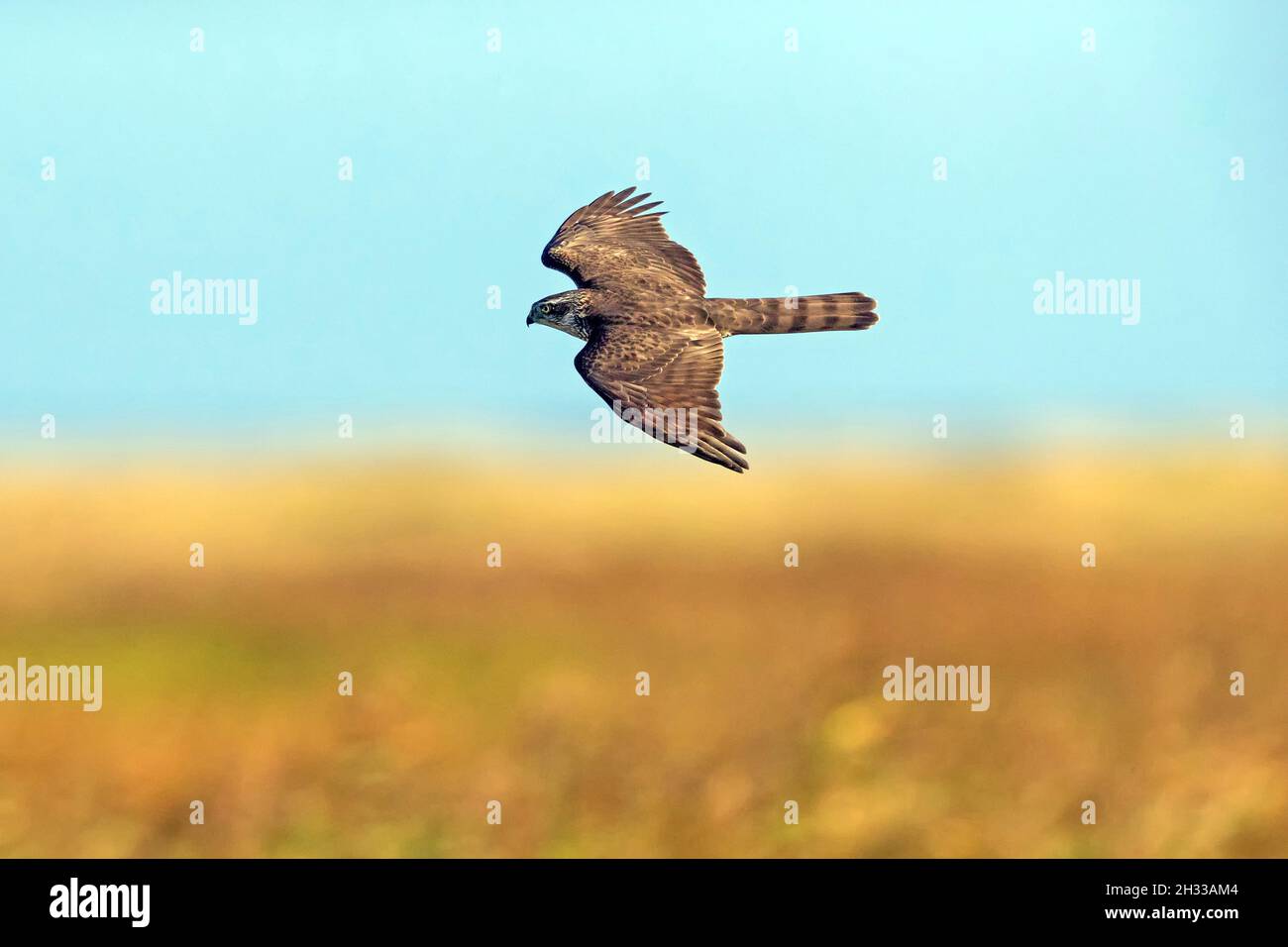 Sperber, Accipiter nisus, Foto Stock