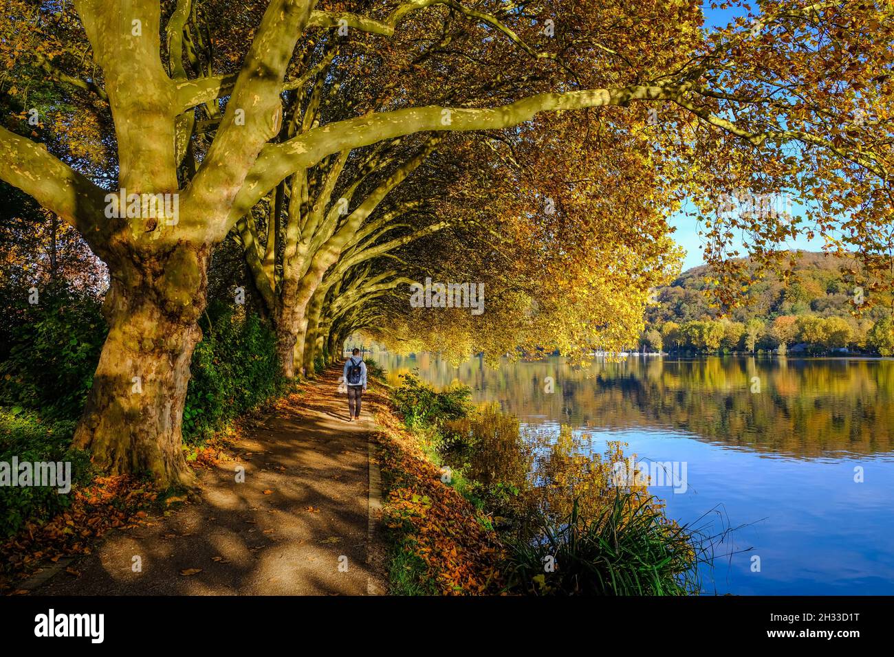 Essen, Renania settentrionale-Vestfalia, Germania - Autunno d'oro al lago Baldeney. Foto Stock