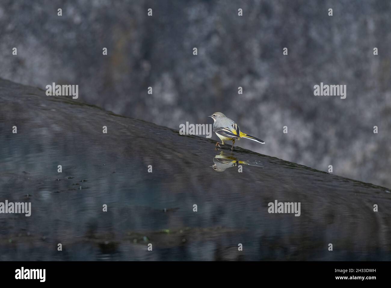 Un Gray Wagtail, Motacilla cinerea che cammina in acqua a uno stramazzo con riflessi nel Regno Unito. Foto Stock