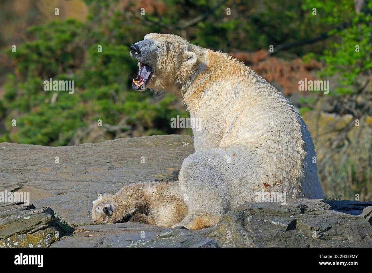 junger Eibär 'Hertha' , Ursus maritimus, Captive, schläft mit Mutter 'Tonja' Berlin, Deutschland Foto Stock