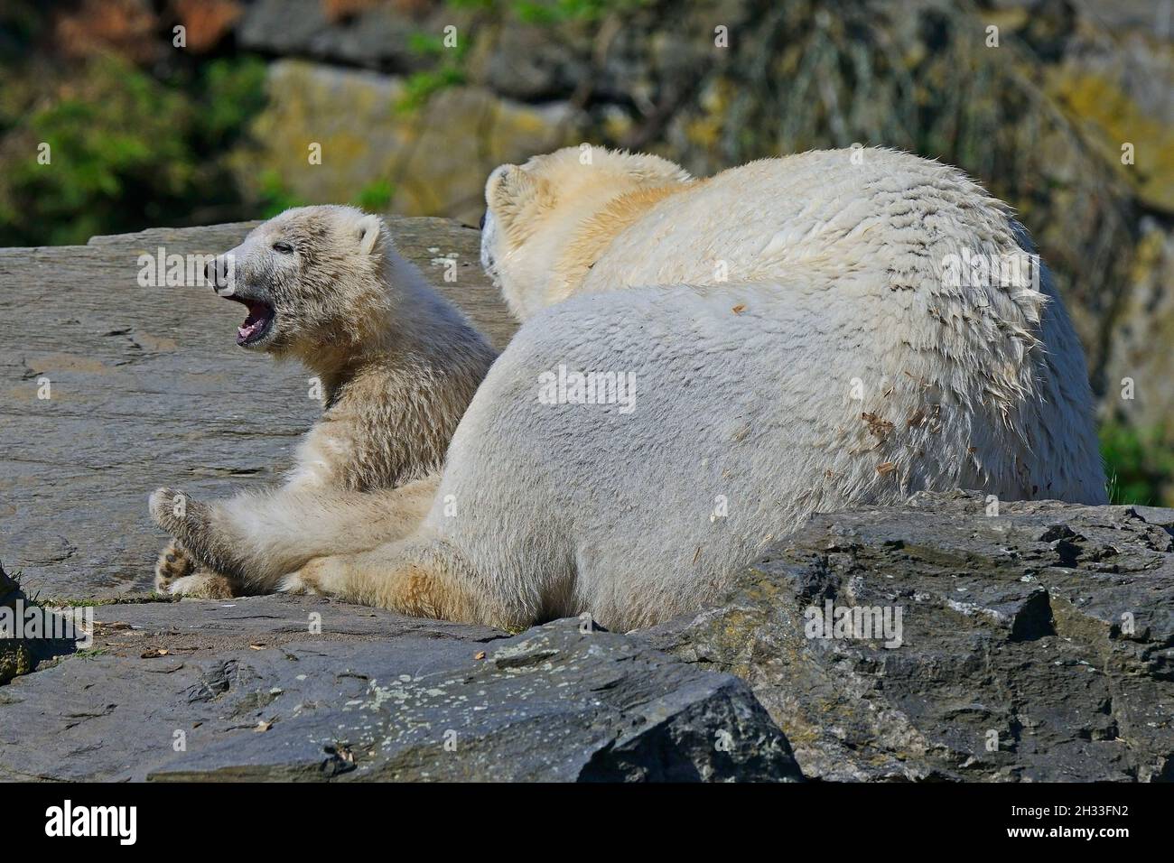 junger Eibär 'Hertha' , Ursus maritimus, Captive, mit Mutter 'Tonja' Berlin, Deutschland Foto Stock