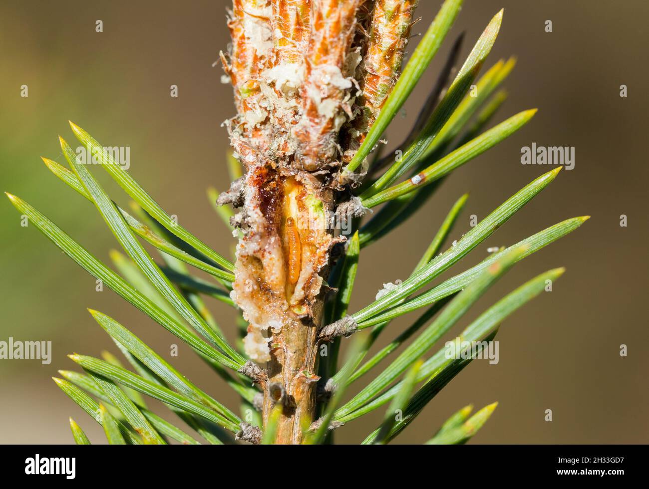 Larva (Retinia resinella) Foto Stock