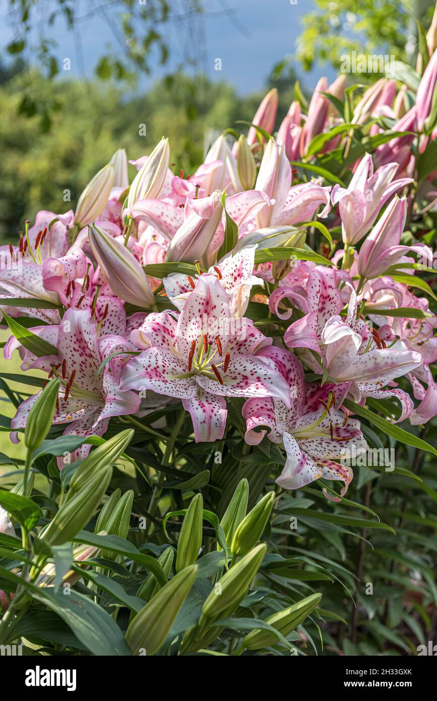 Lilie (Lilium 'soluzione') Foto Stock