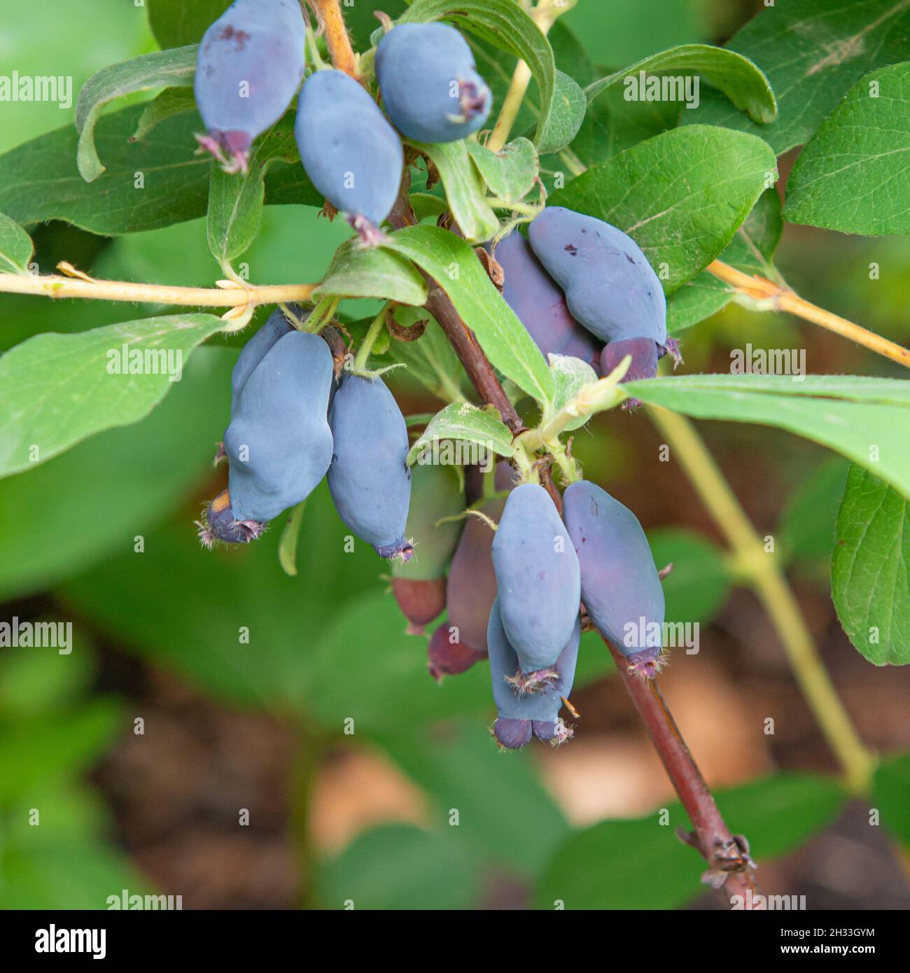 Blaue Honigbeere (Lonicera caerulea 'Leningradski Velikan') Foto Stock
