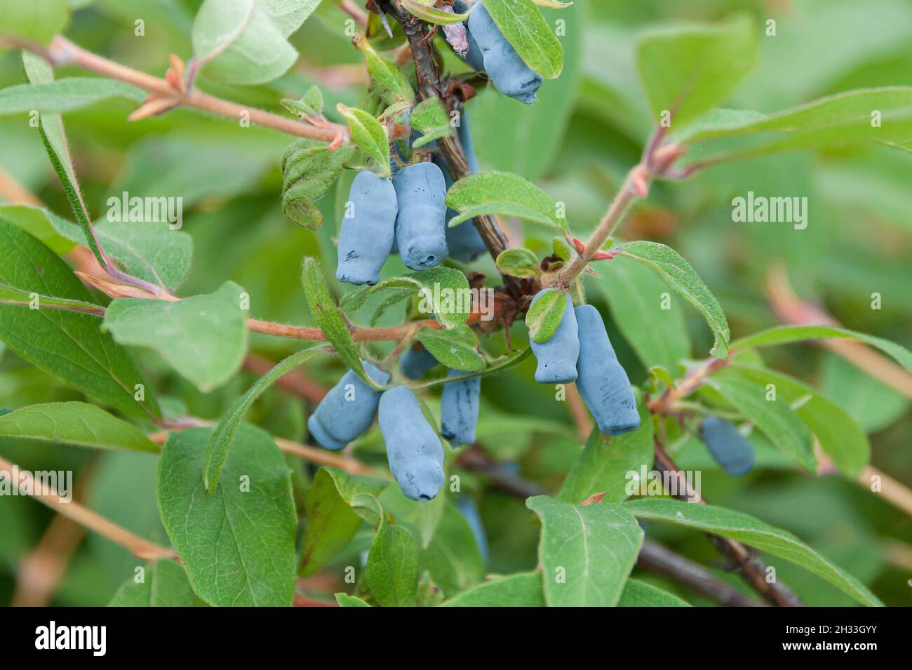 Blaue Honigbeere (Lonicera caerulea 'Morena') Foto Stock