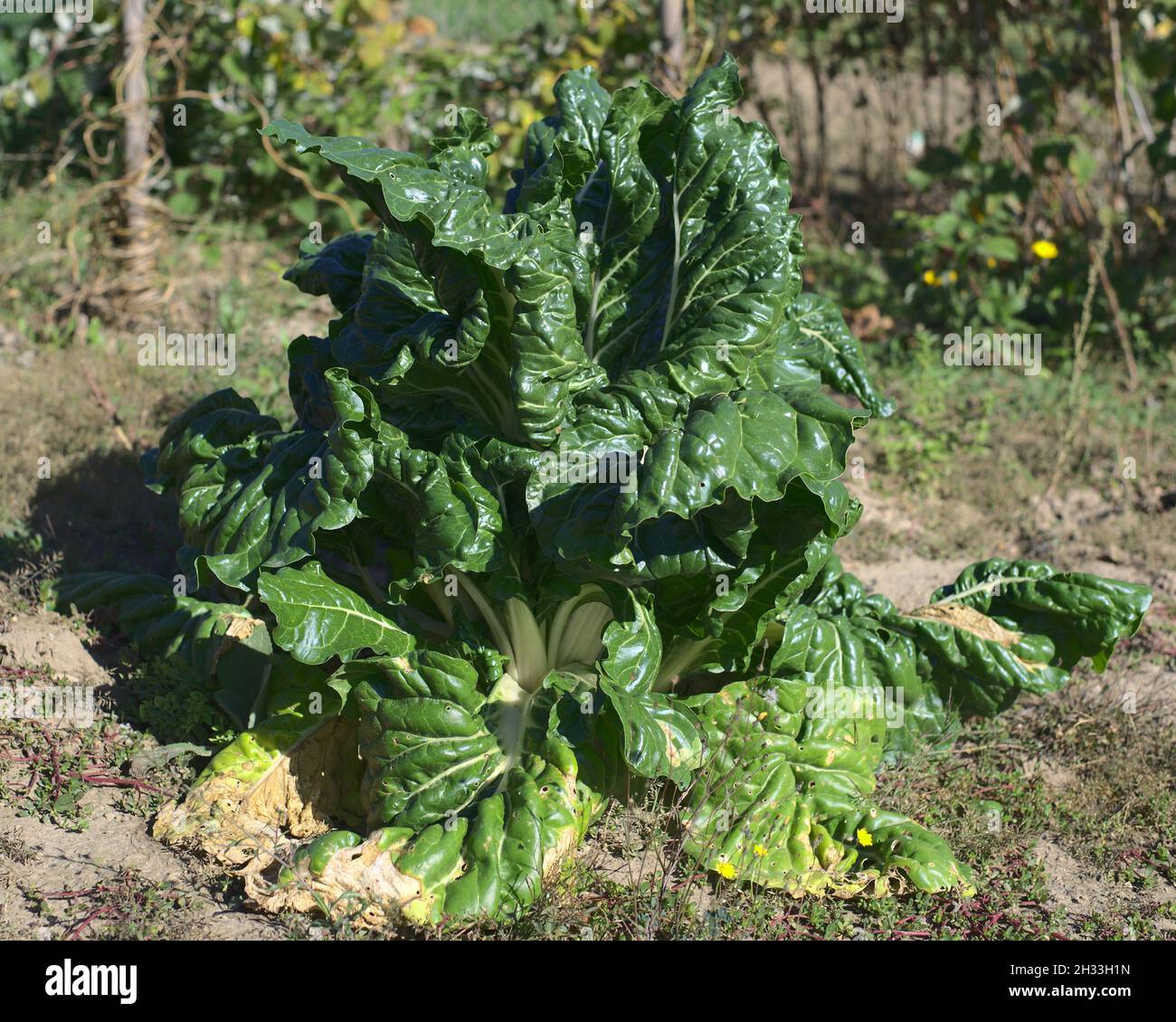 una grande pianta vegetale bianca di bietola svizzera in giardino Foto Stock