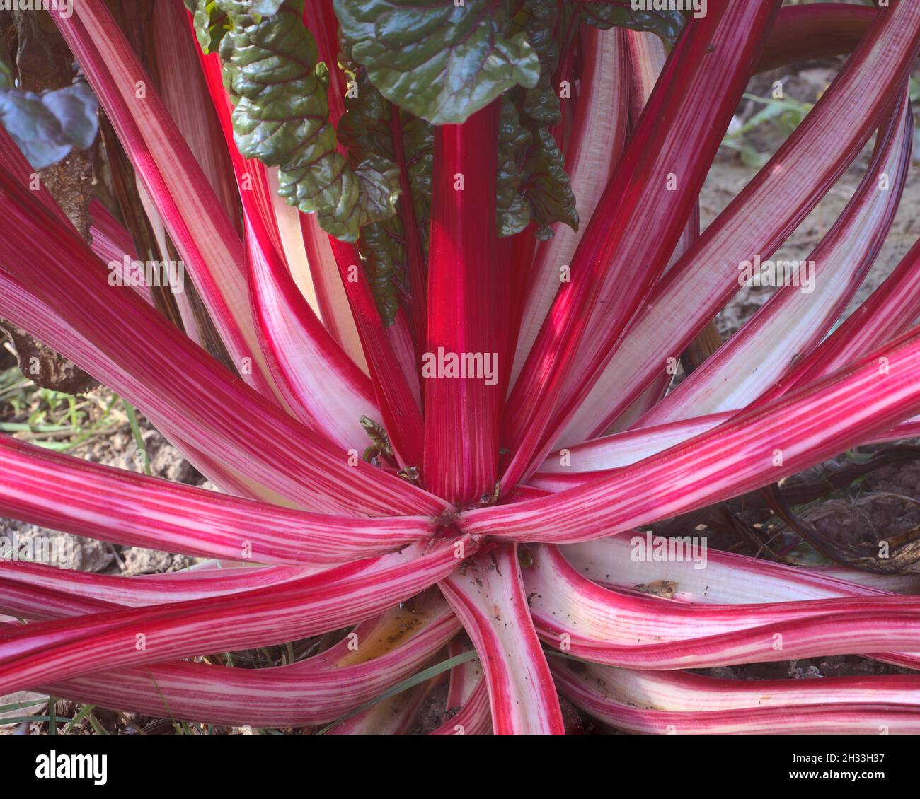 I gambi di cremisi della pianta vegetale rossa svizzera della zizzera Foto Stock