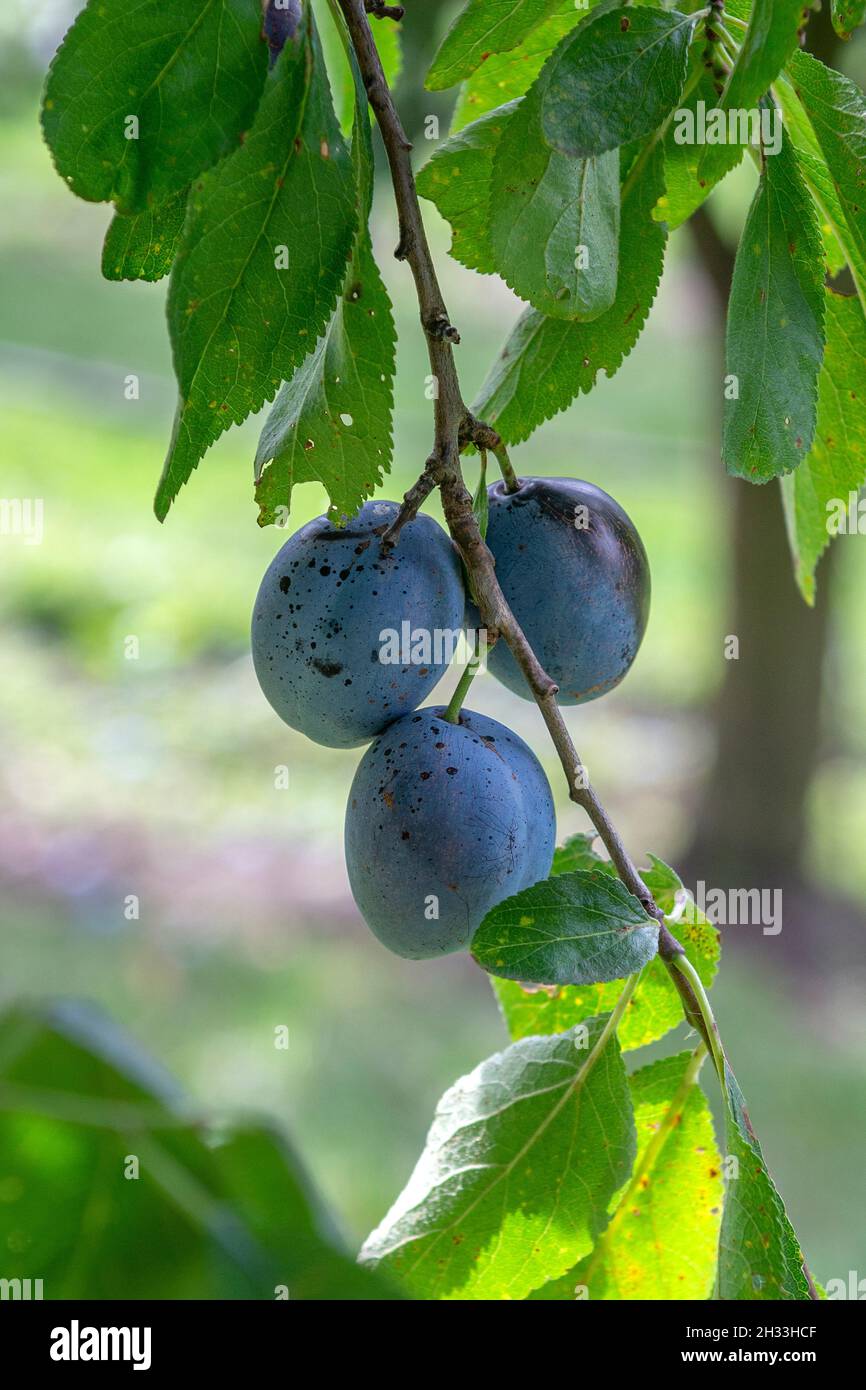 Pflaume (Prunus domestica "Italienische Zwetsche') Foto Stock