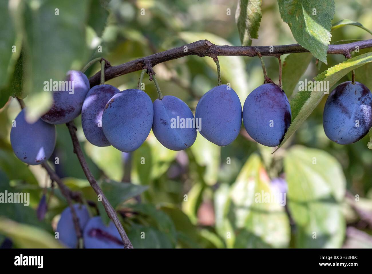 Zwetsche (Prunus domestica 'Italienische Zwetsche') Foto Stock