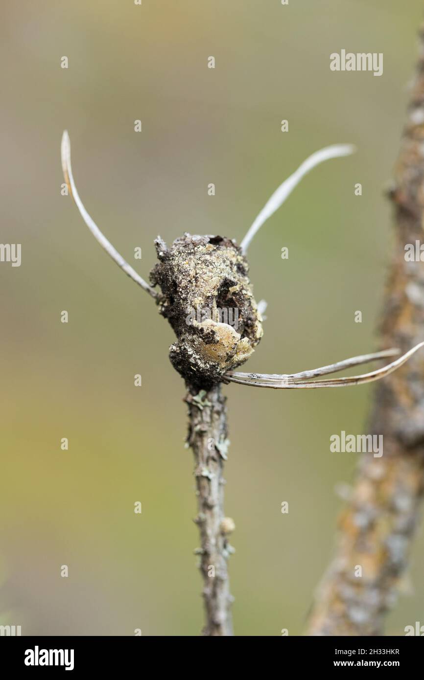 Larva (Retinia resinella) Foto Stock