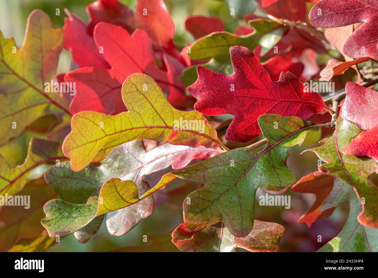 Pfahl-Eiche (Quercus stellata) Foto Stock