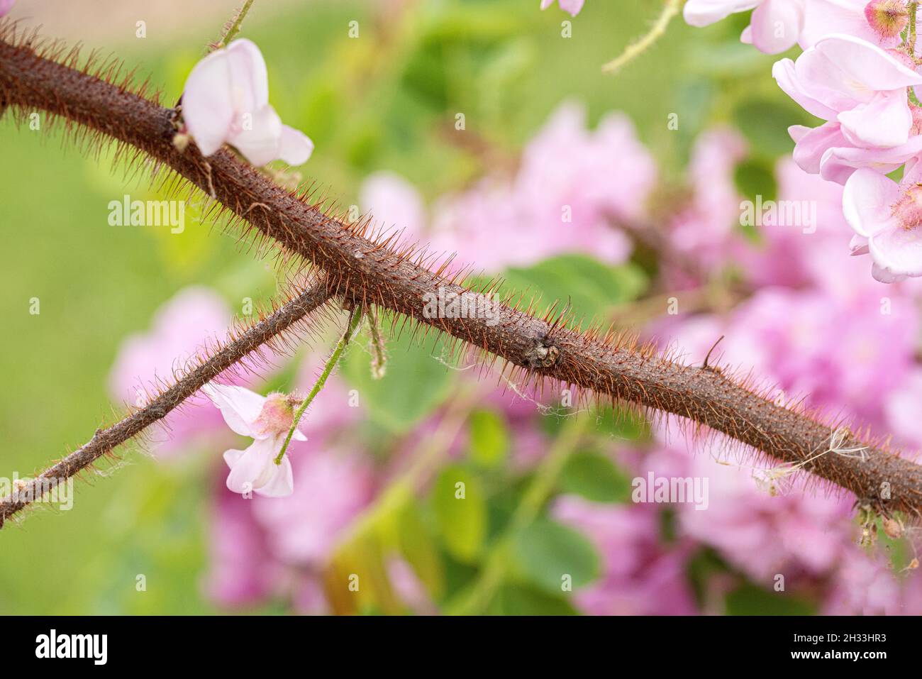 Borstige Robinie (Robinia hispida 'Macrophylla') Foto Stock