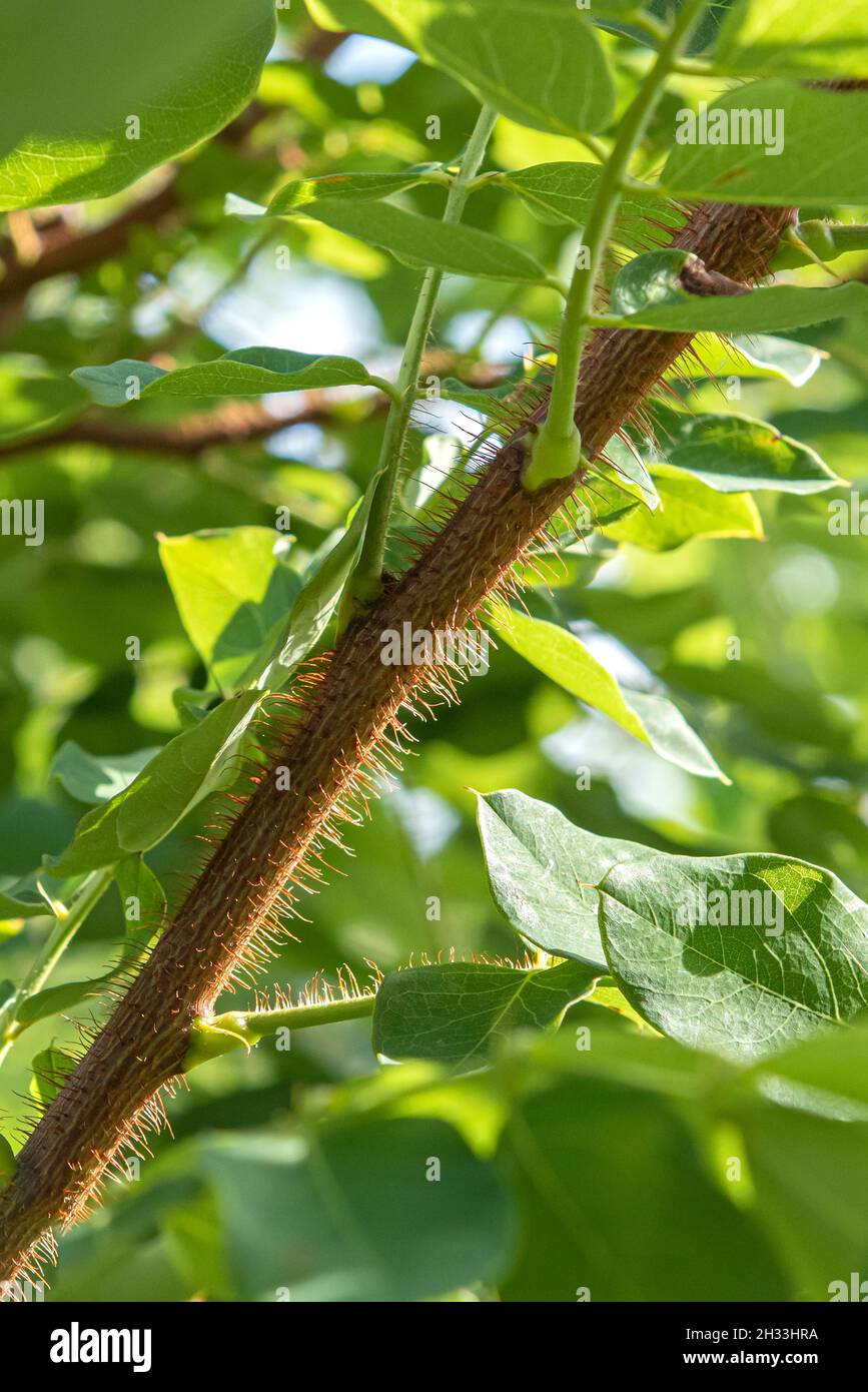 Borstige Robinie (Robinia hispida 'Macrophylla') Foto Stock