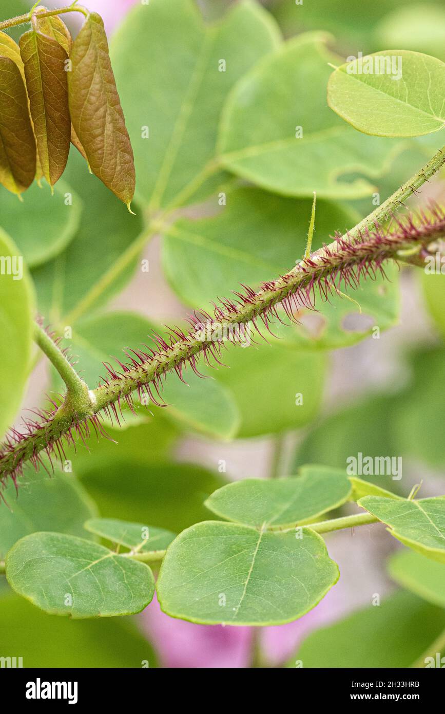 Borstige Robinie (Robinia hispida 'Macrophylla') Foto Stock