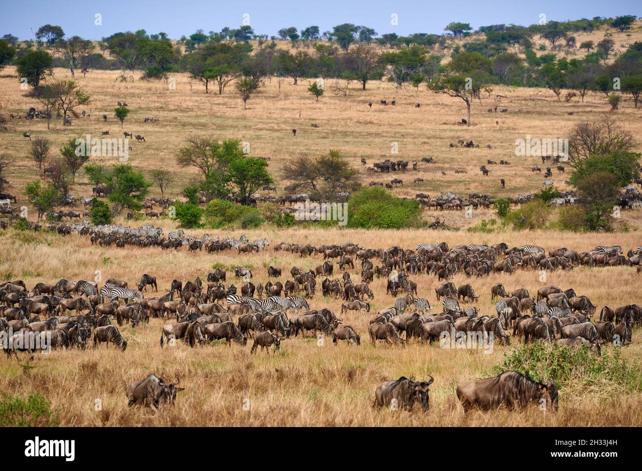 Enorme mandria di selvatico blu (Connochaetes mearnsi) e Zebre su grande migrazione attraverso il Parco Nazionale Serengeti, Tanzania, Africa Foto Stock