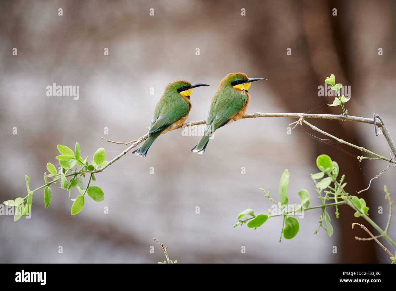 Due piccoli apicolari (Merops pusillus), Parco Nazionale del Lago Manyara, MTO wa Mbu, Tanzania, Africa Foto Stock