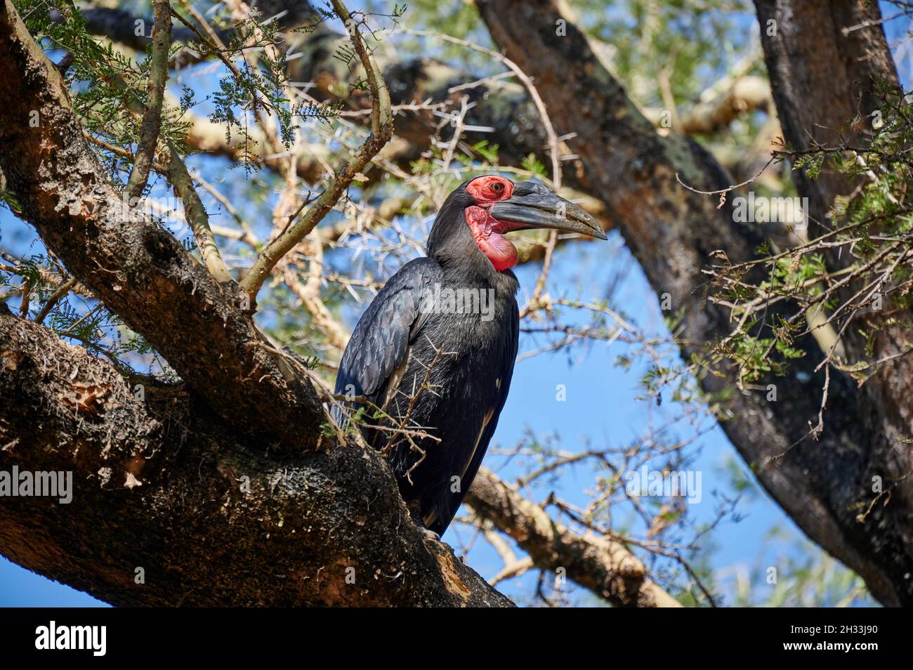 southern Ground Hornbill (Bucorvus leadbeateri; precedentemente noto come Bucorvus cafer) su un ramo, Lake Manyara National Park, MTO wa Mbu, Tanzania Foto Stock