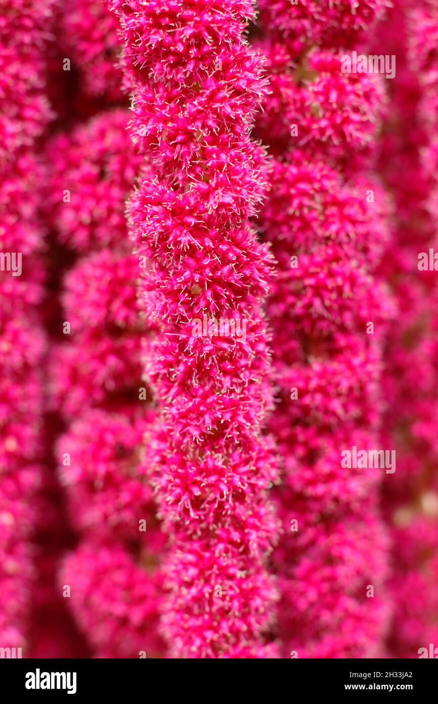 Amaranthus caudatus primo piano. Particolare di Amore bugie che sanguinano i tassels del fiore. REGNO UNITO Foto Stock