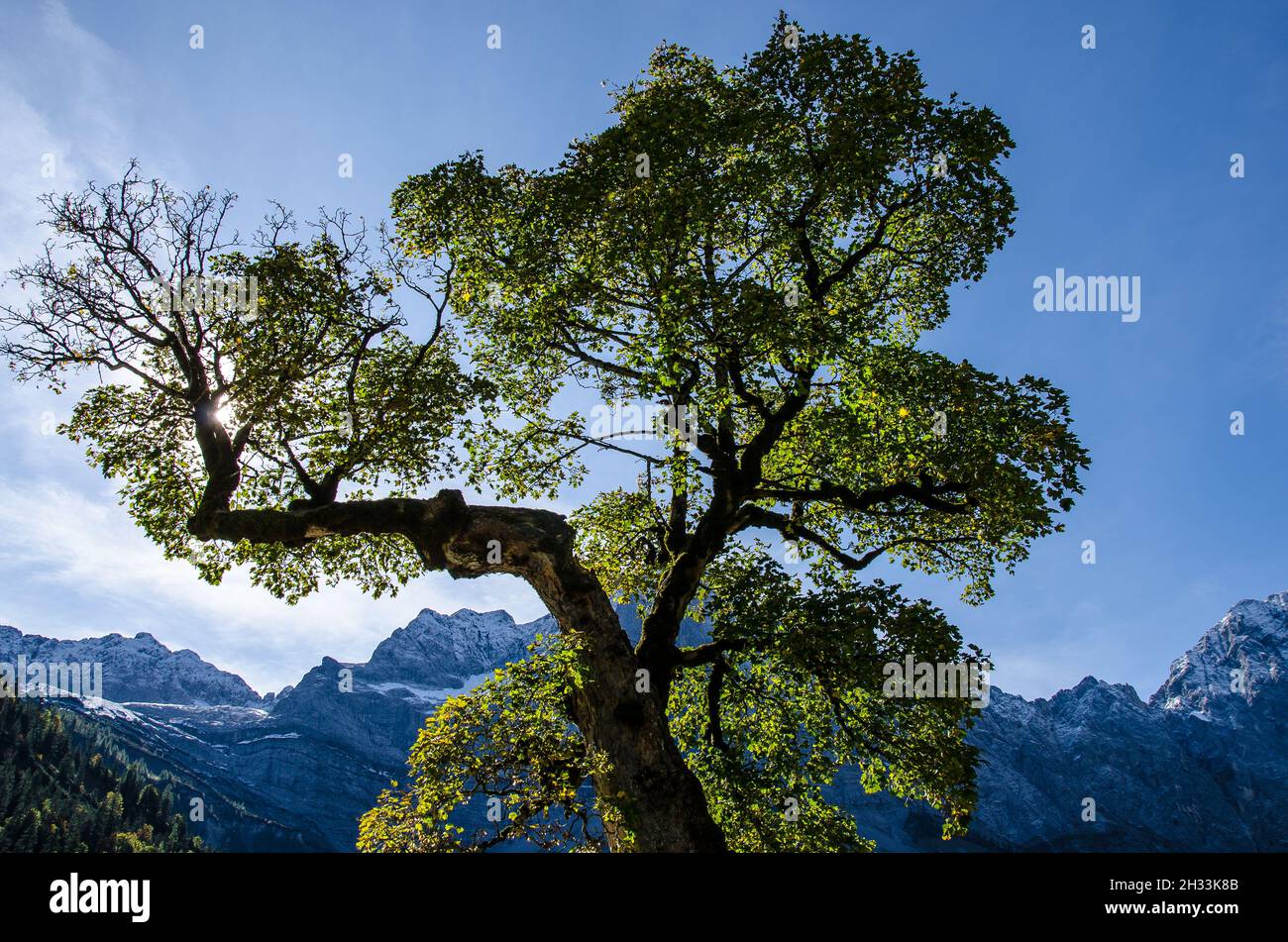 L'altopiano degli Hinterriss e dell'Eng è una caratteristica panoramica speciale con l'Ahornboden, la più grande area di alberi di acero in tutte le Alpi Foto Stock