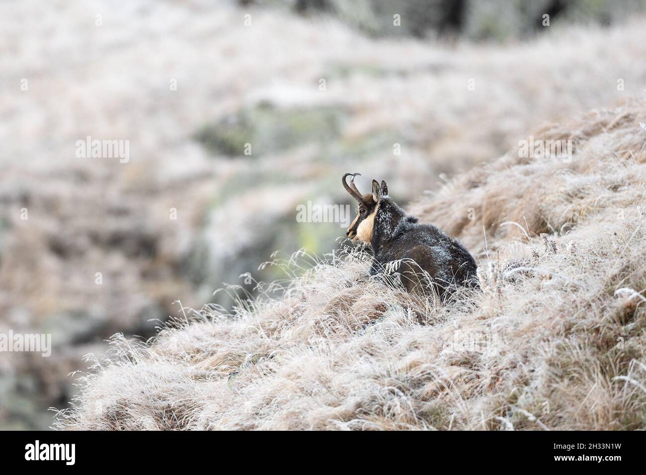 Capra selvatica scamosciata alpina rupicapra Foto Stock