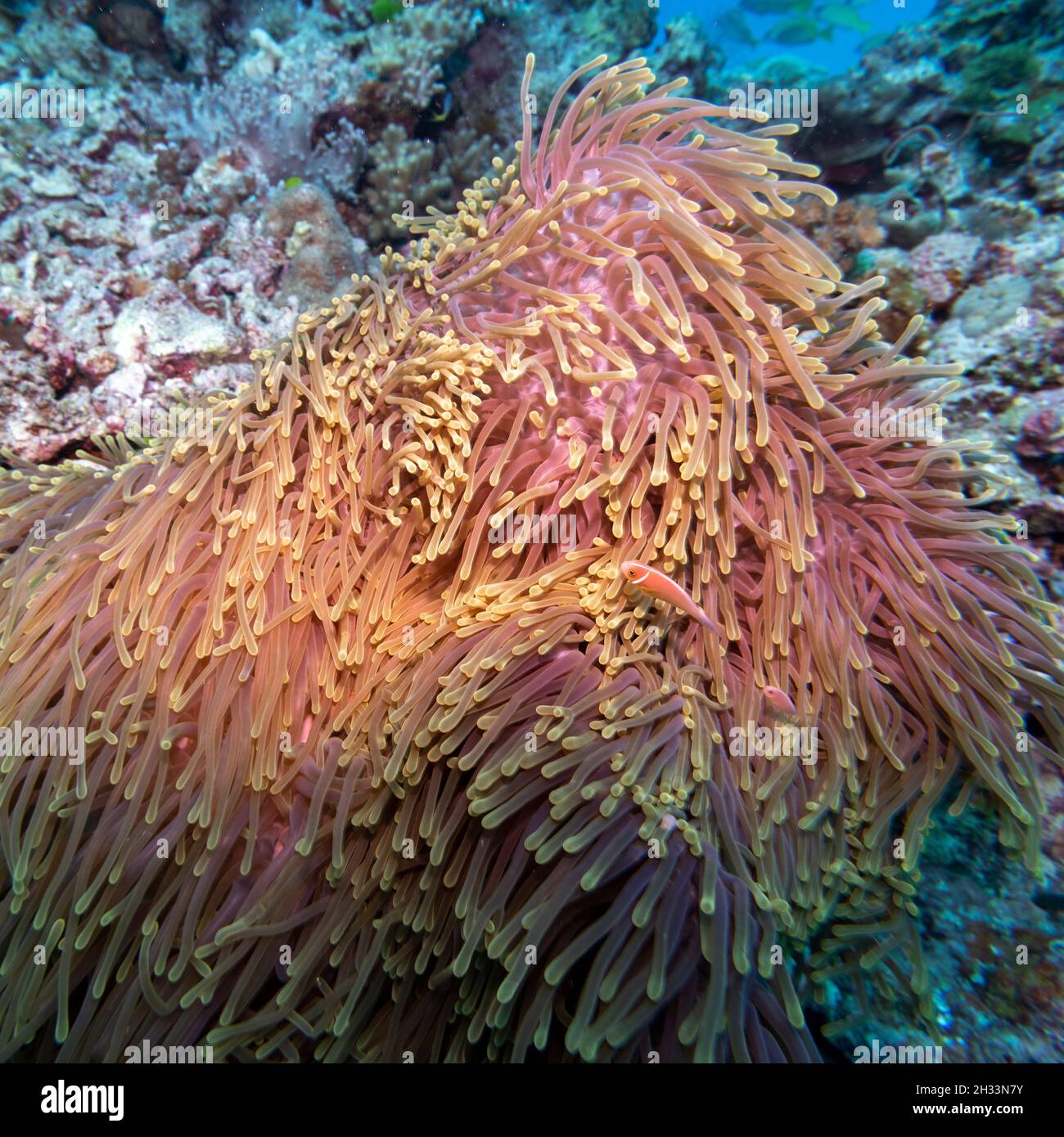 Anemone di mare e pesce, Nursery Dive Site, Great Barrier Reef, Queensland, Australia Foto Stock