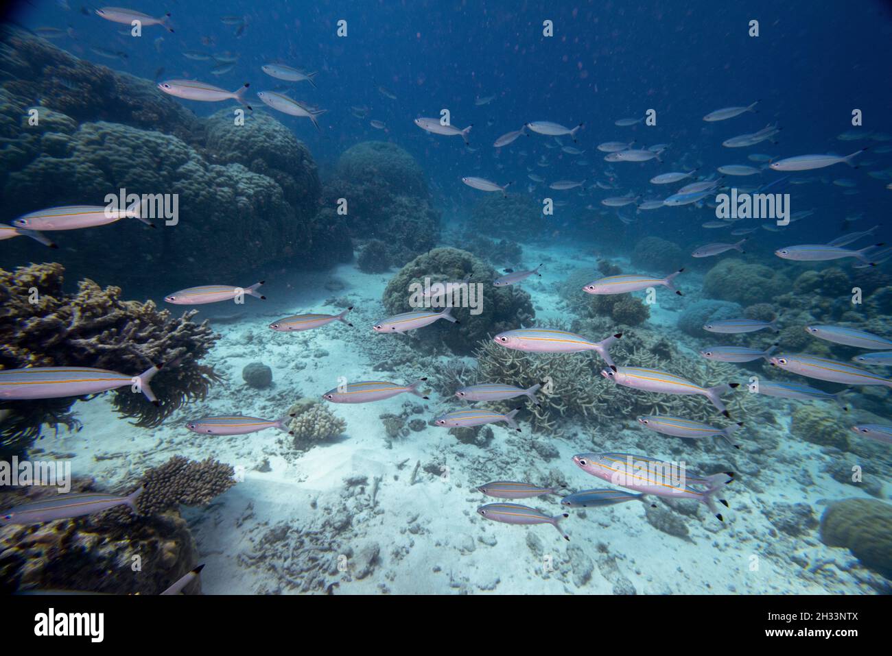 Scuola di pesce a strisce, Nursery Dive Site, Great Barrier Reef, Queensland, Australia Foto Stock