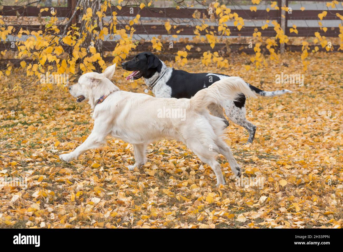 La mezza razza norvegese e il recupero d'oro stanno giocando nel parco autunnale. Sport norvegese mistico. Puntatore di razza incrociata, kurzhaar e levriero. Animali domestici. Foto Stock