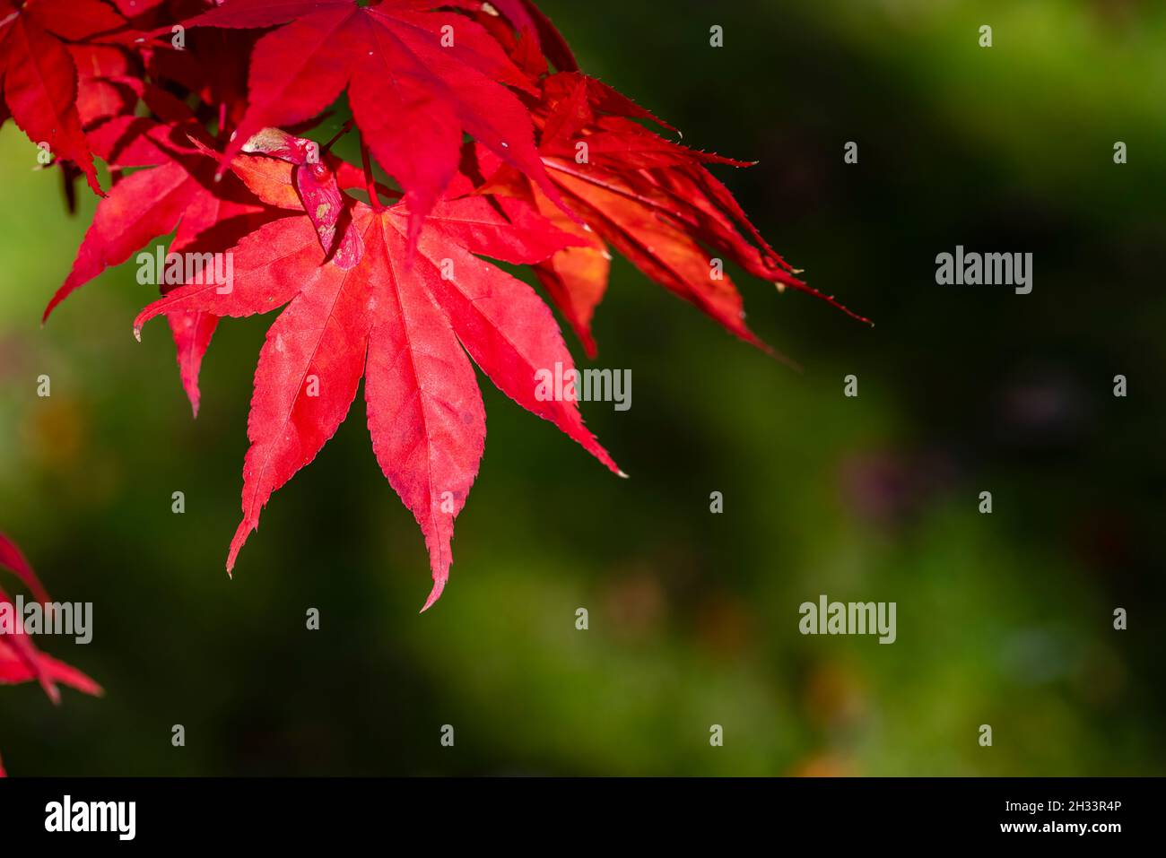 Primo piano della retroilluminazione rosso cremisi brillante colore autunnale Acer palmatum (acero giapponese) lascia su uno sfondo verde, Surrey, Inghilterra sud-orientale Foto Stock