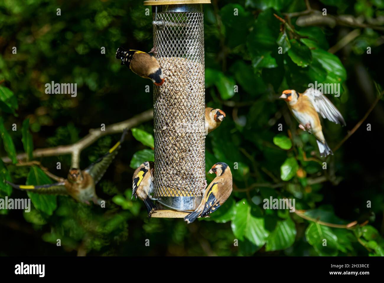 I carduelis (Carduelis carduelis) si nutrono in un alimentatore di uccelli con cuori di girasole in un giardino nel Surrey, Inghilterra sud-orientale Foto Stock