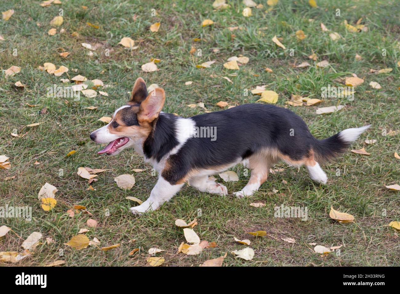 Cardigan cardigan cardigan gallese cucciolo corgi è a piedi nel parco autunno. Animali domestici. Cane purebred. Foto Stock