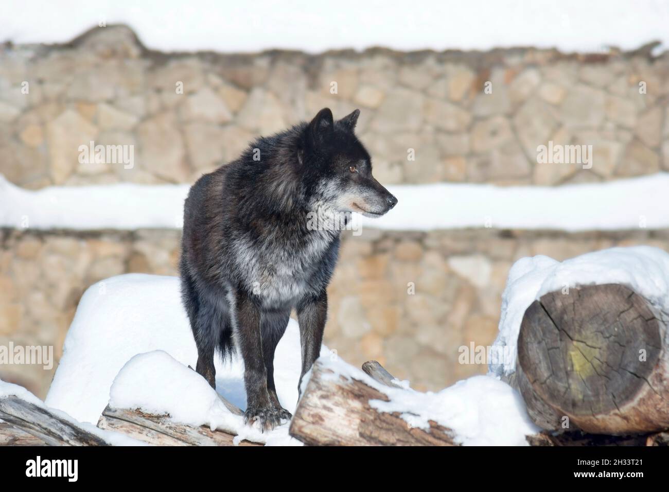 Il lupo canadese nero selvaggio sta in piedi su una neve bianca e sta guardando via. Canis lupus pambasileo. Animali nella fauna selvatica. Foto Stock