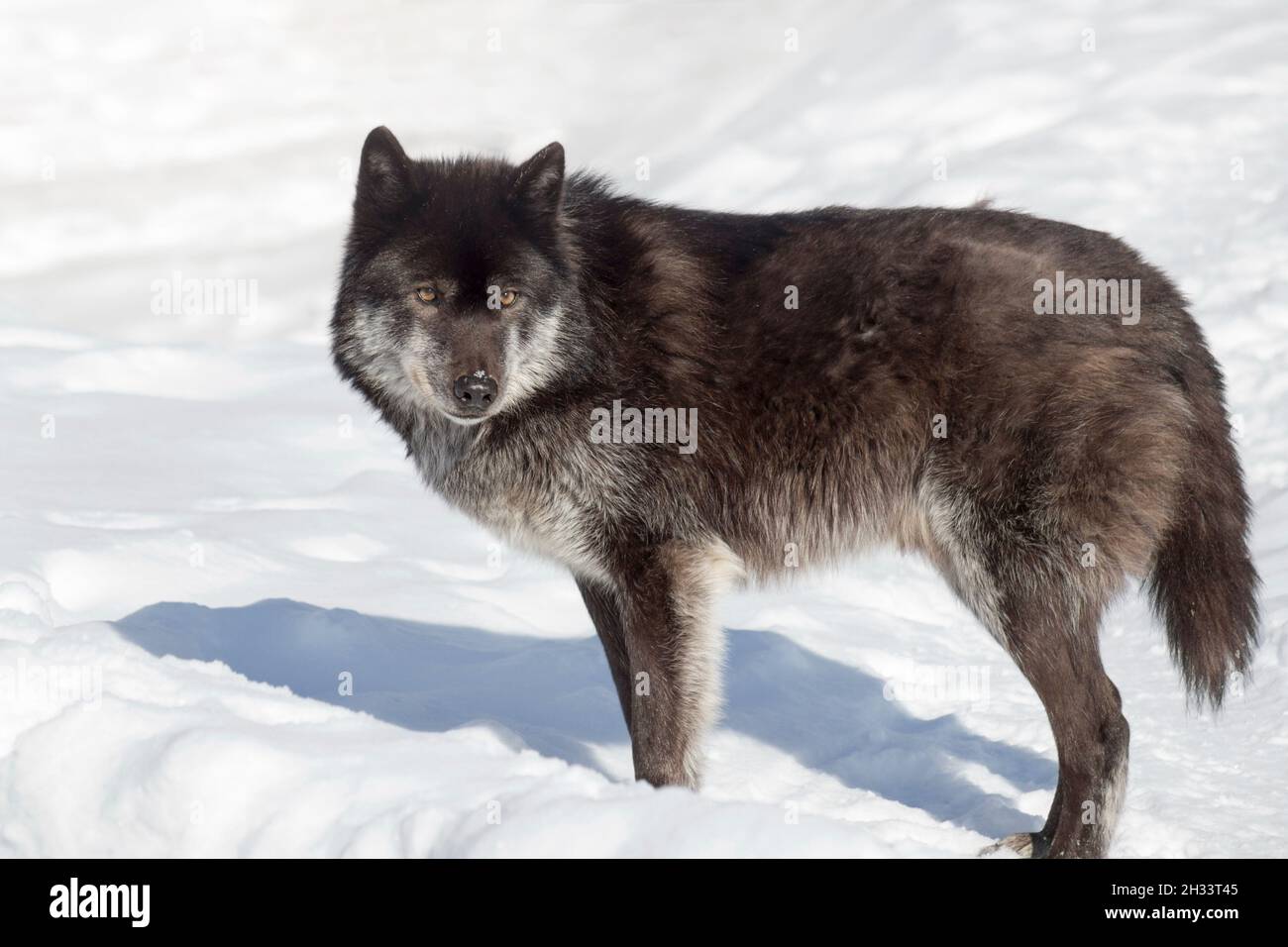 Il lupo canadese nero selvaggio sta guardando la macchina fotografica. Canis lupus pambasileus. Animali nella fauna selvatica. Foto Stock