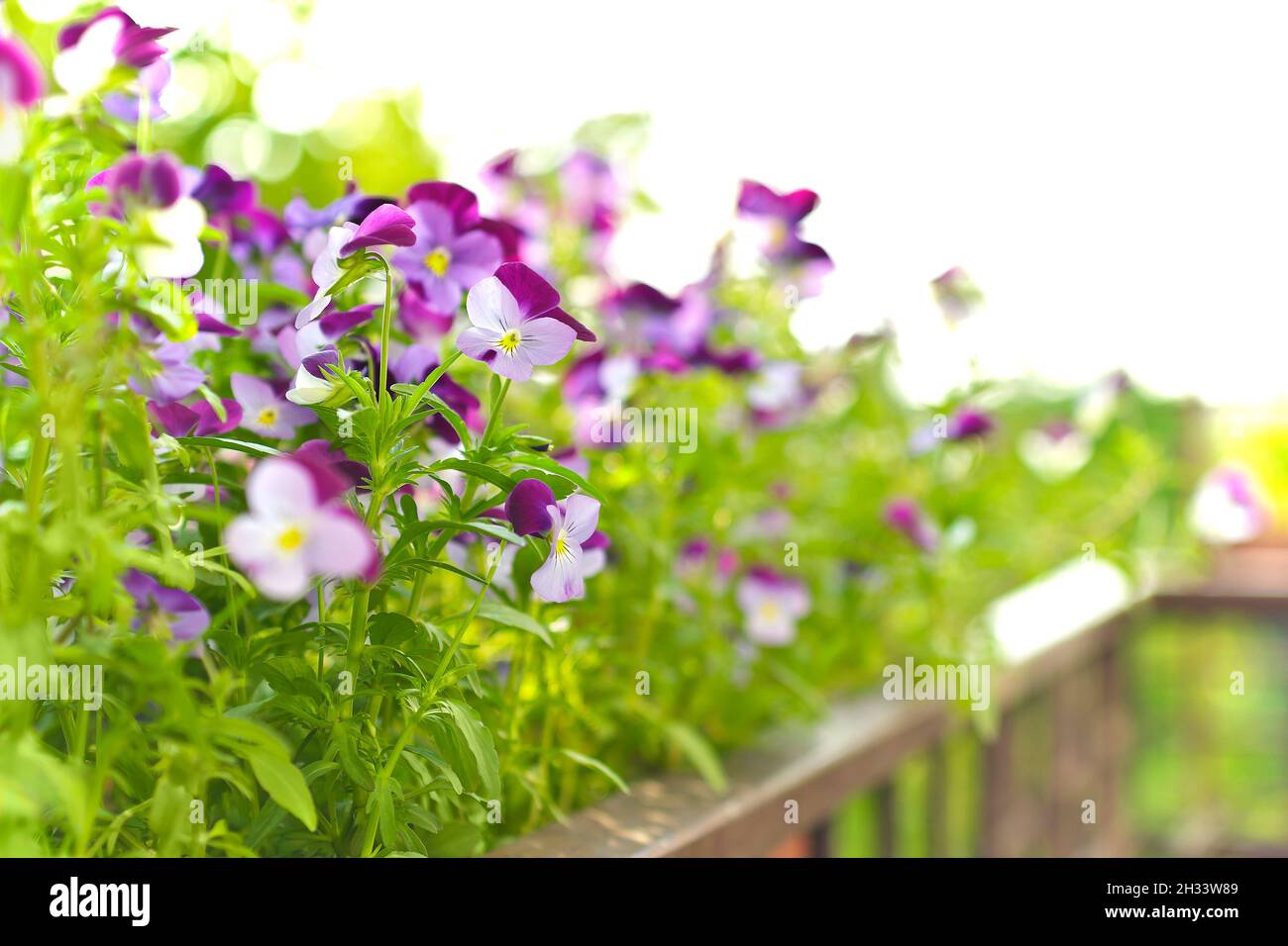 Primo piano di piccoli fiori viola pansy in una scatola di fiori su un balcone in primavera, texture di sfondo. Foto Stock