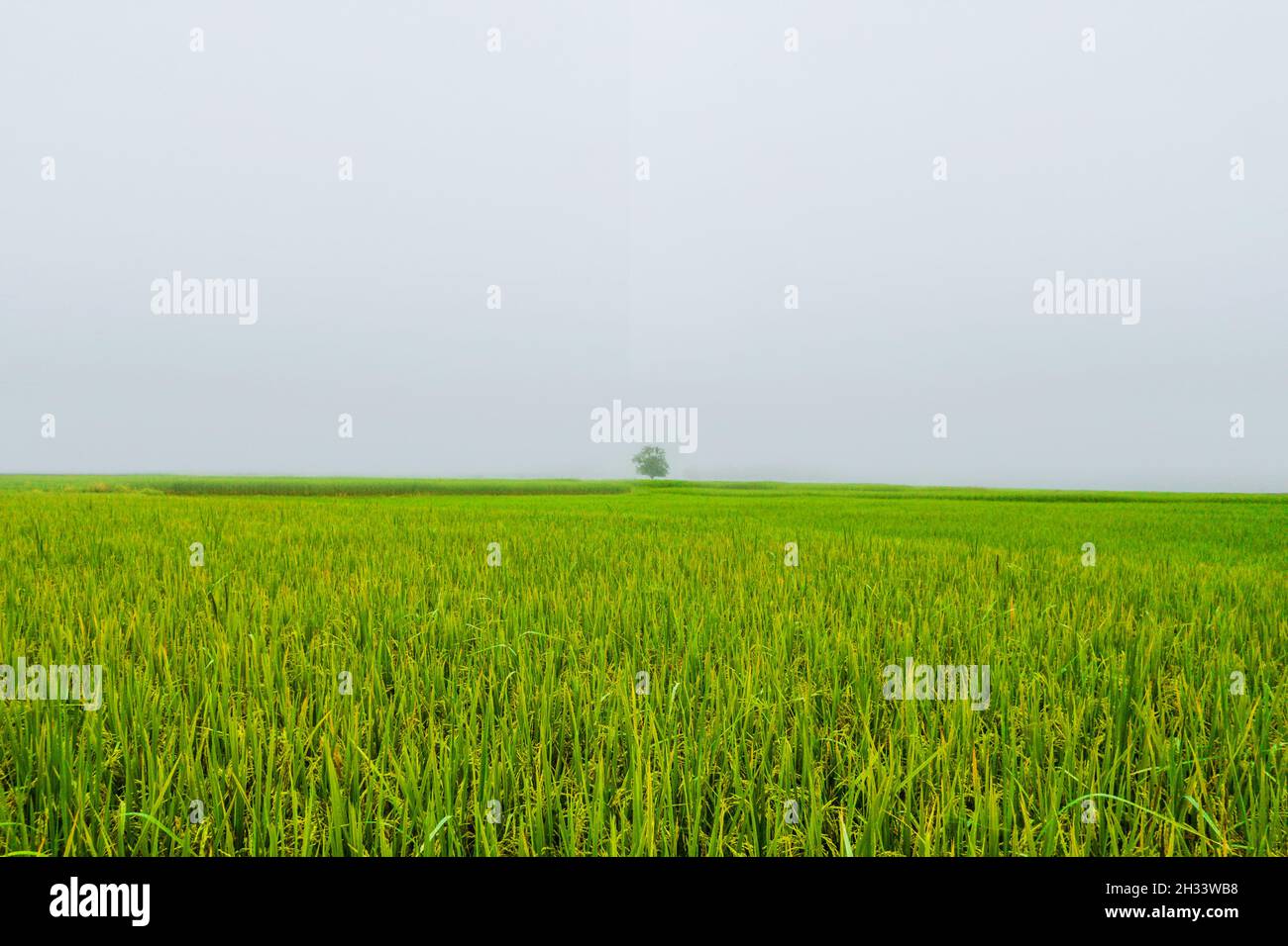 campo di riso verde con albero solo in nebbia Foto Stock