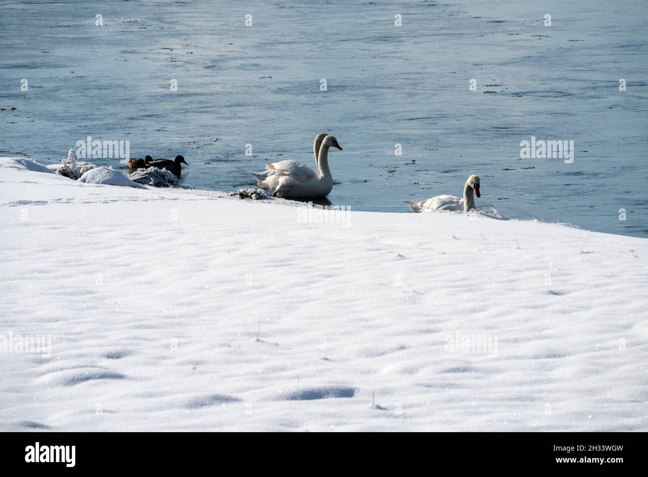 Famiglia Swan, River Weser, Wesertal, Weser Uplands, Weserbergland, Assia, Germania Foto Stock