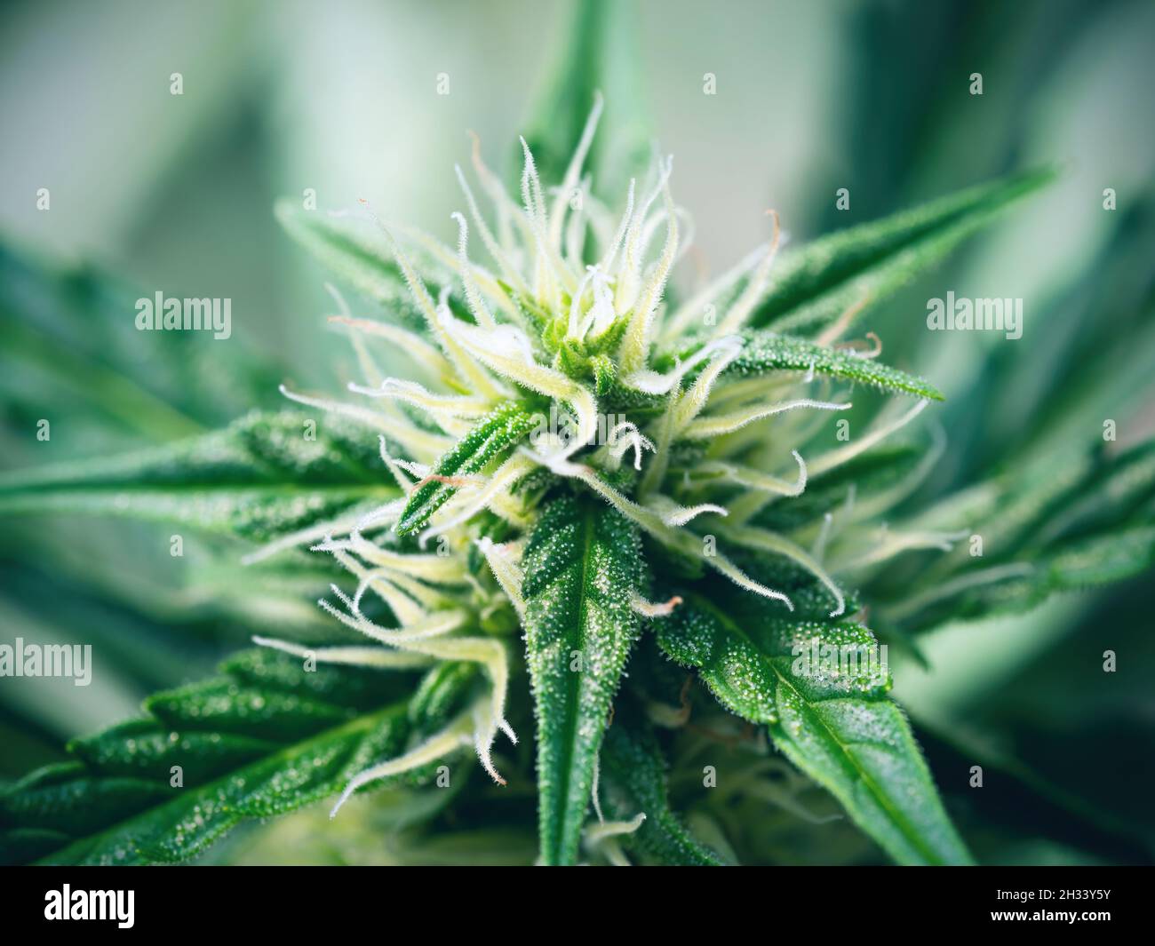 Macro pianta cannabis matura - luce del Nord. Marijuana femminile in fiore con grandi fiori di colas germoglio e visibile sviluppo di peli bianchi di pistil e ambra Foto Stock