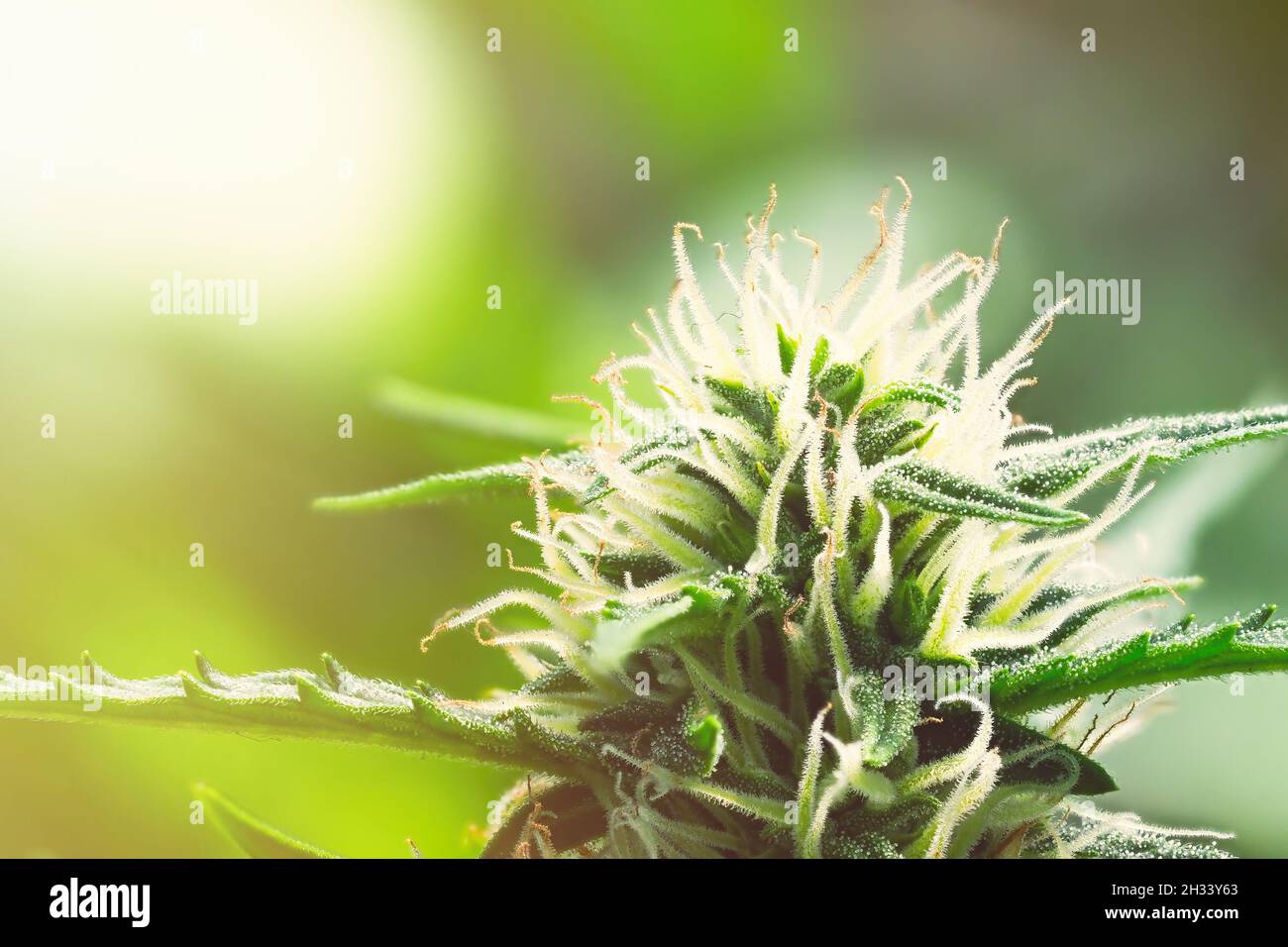 Macro pianta cannabis matura - luce del Nord. Marijuana femminile in fiore con grandi fiori di colas germoglio e visibile sviluppo di peli bianchi di pistil e ambra Foto Stock