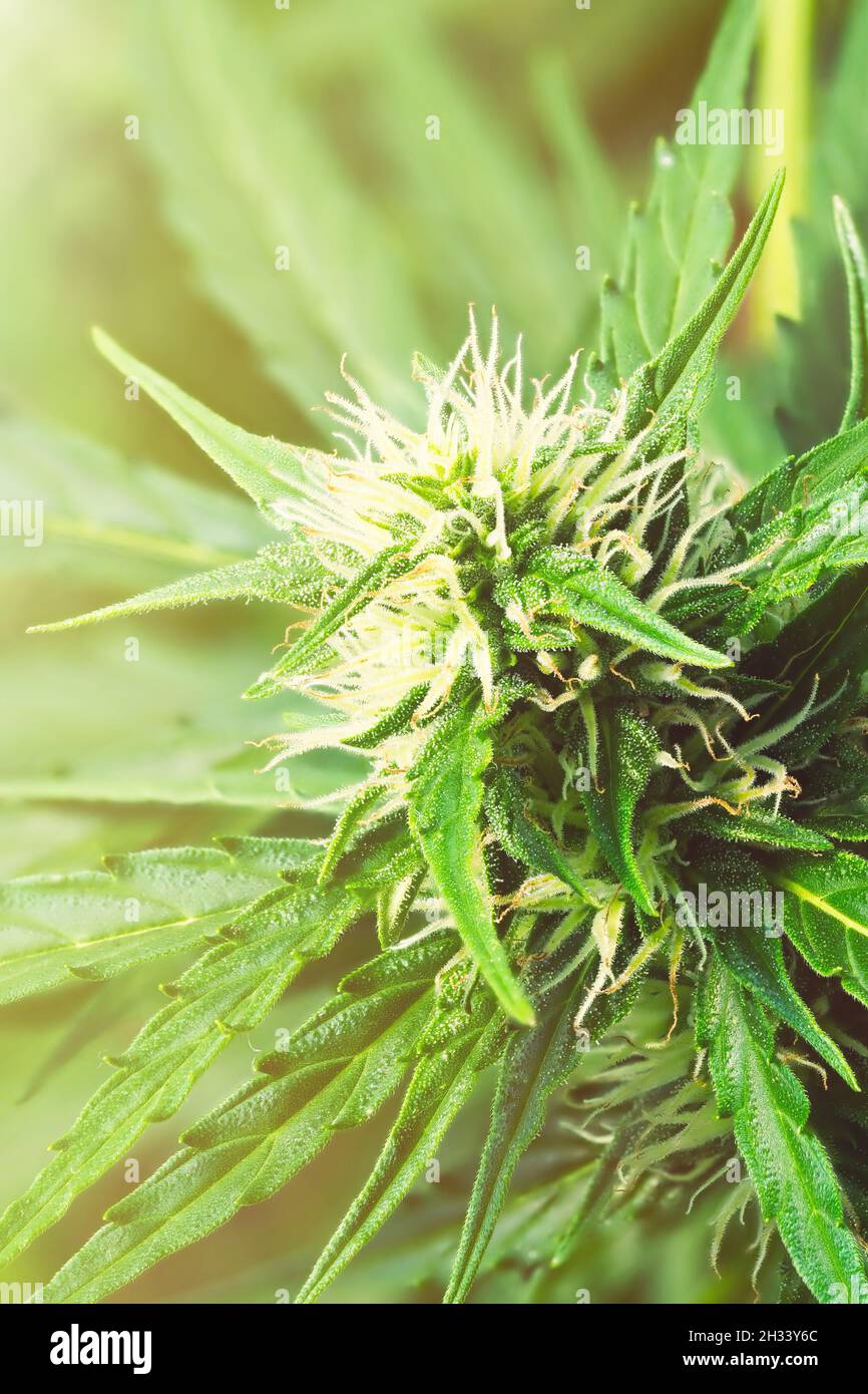 Macro pianta cannabis matura - luce del Nord. Marijuana femminile in fiore con grandi fiori di colas germoglio e visibile sviluppo di peli bianchi di pistil e ambra Foto Stock