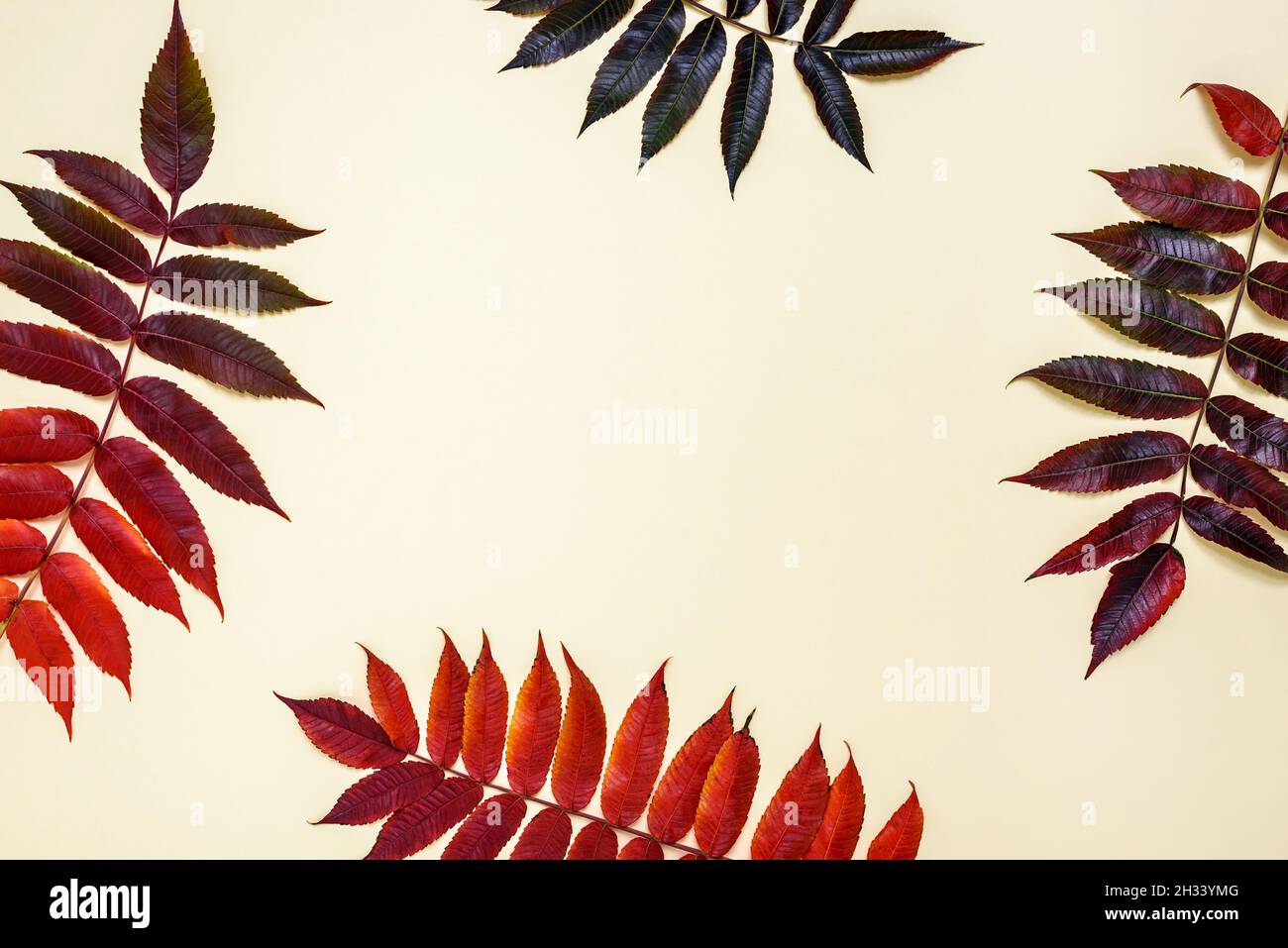 Foglie multicolore di sumac su sfondo beige con spazio di copia per il testo. Concetto autunnale. Foto Stock