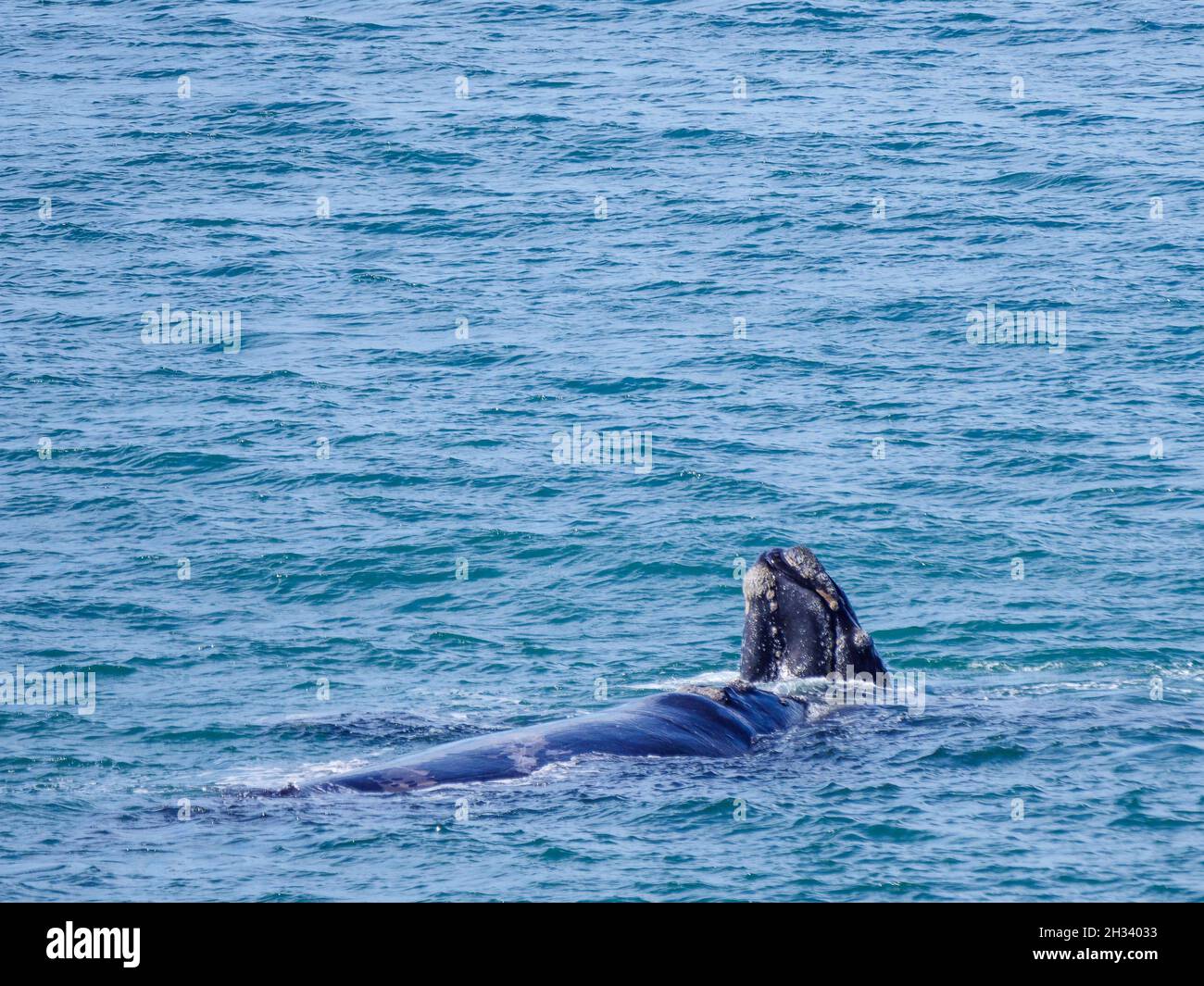 Balena destra meridionale (Eubalaena australis). Hermanus. Whale Coast. Overberg. Capo Occidentale. Sudafrica Foto Stock