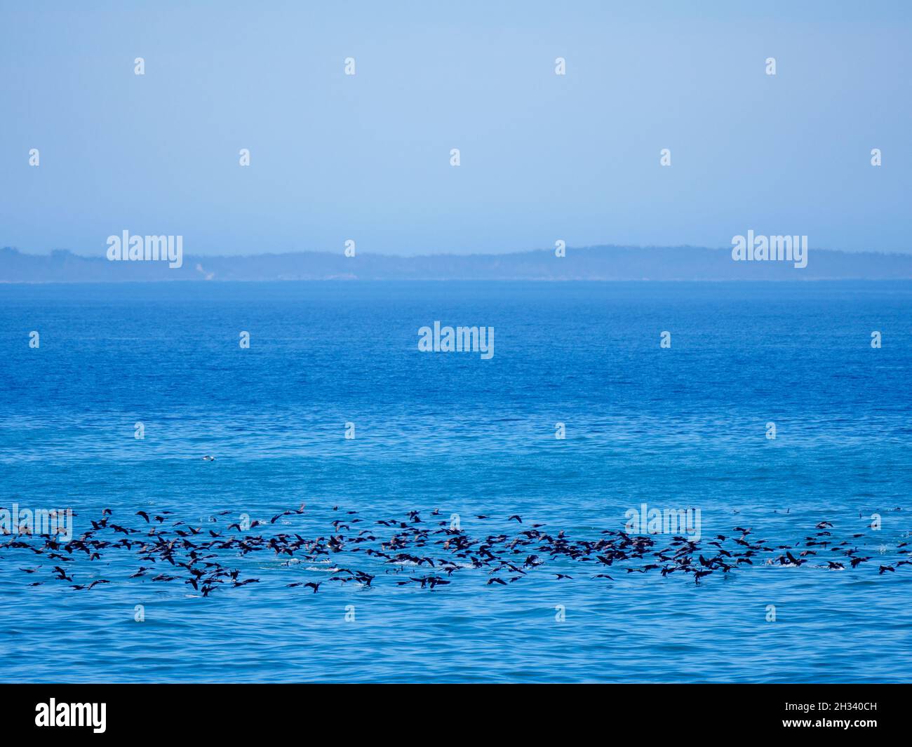 Un gregge cormorano in volo attraverso Walker Bay. Hermanus. Whale Coast. Overberg. Capo Occidentale. Sudafrica Foto Stock