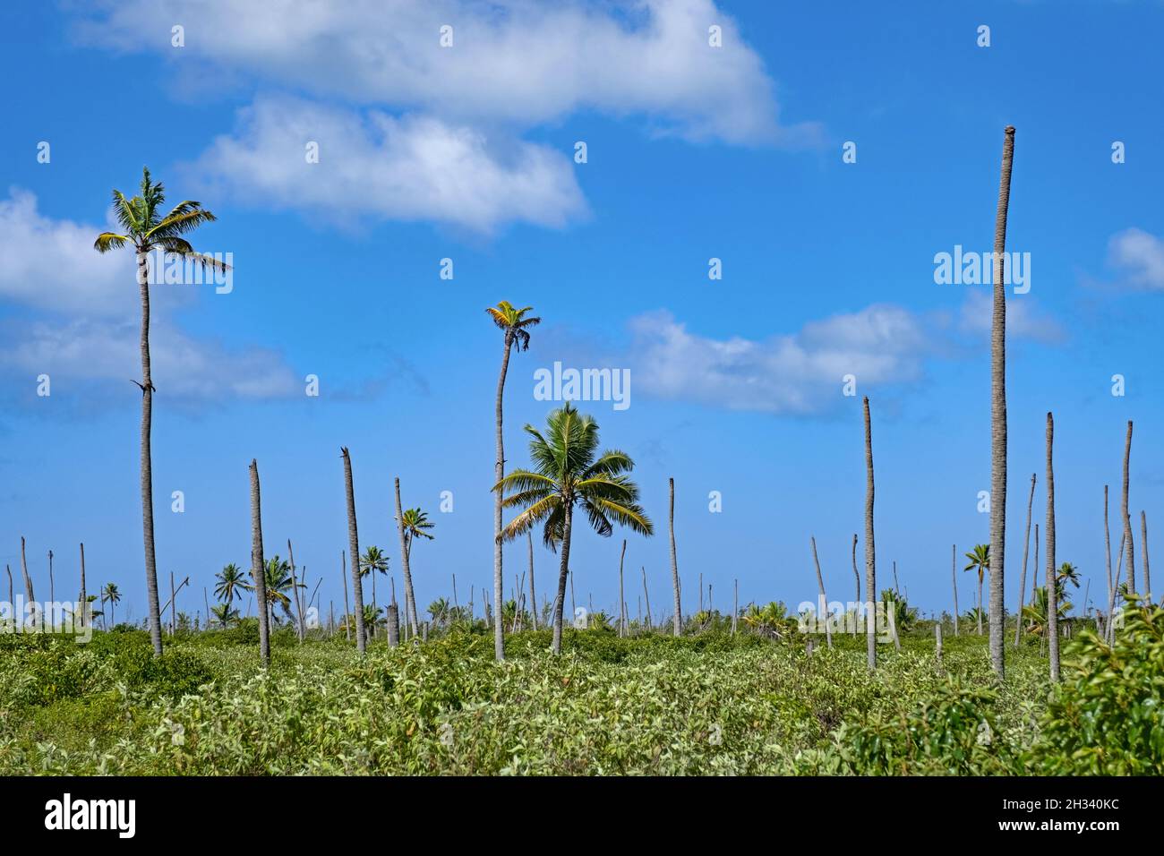 Palme rotte, strappate dai venti uragani sull'isola di Barbuda, parte del paese Antigua e Barbuda, Indie Occidentali nel Mar dei Caraibi Foto Stock