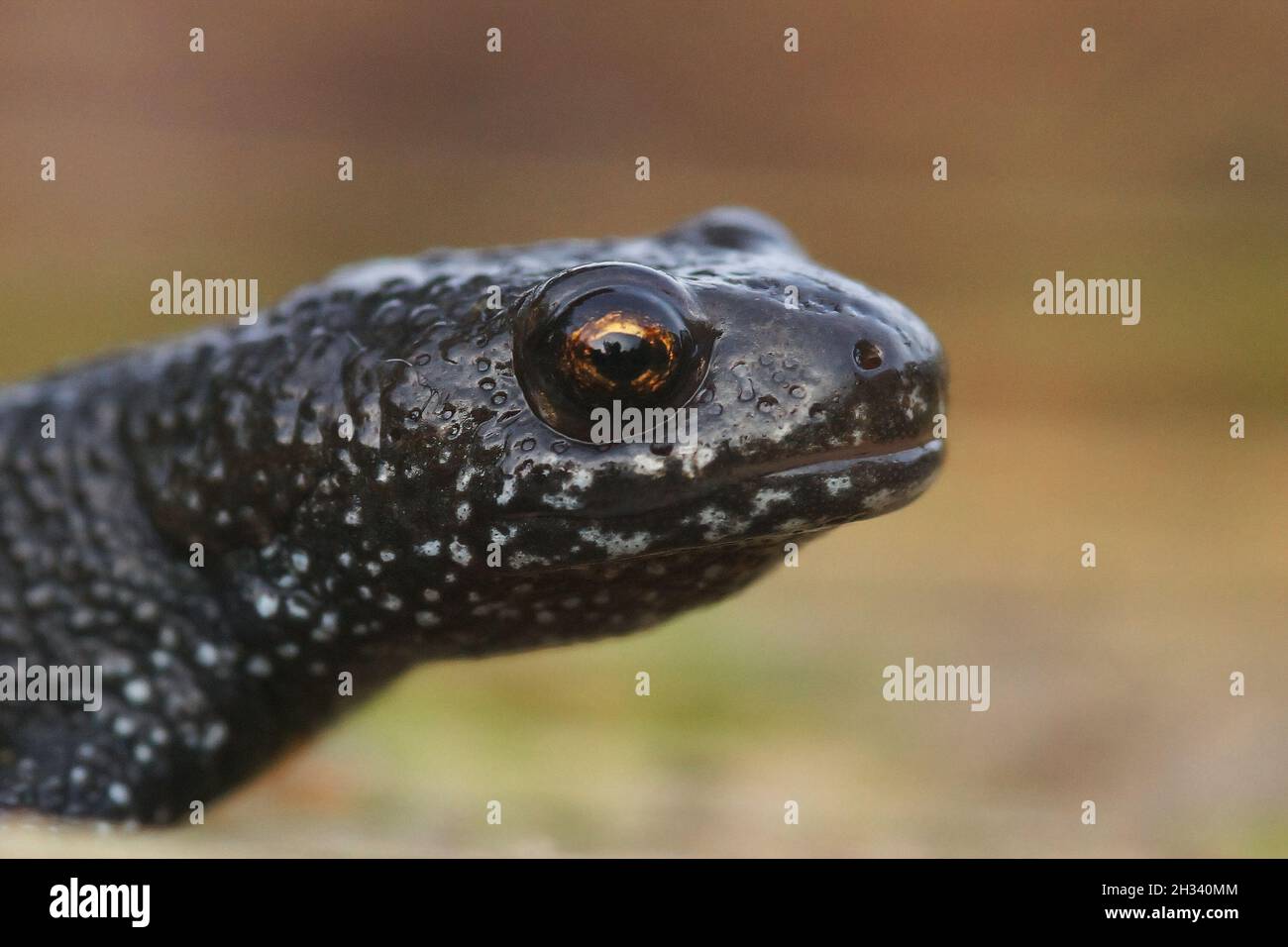 Primo piano su una testa di un novizio del Danubio femminile giovanile, Triturus dobrogicus Foto Stock