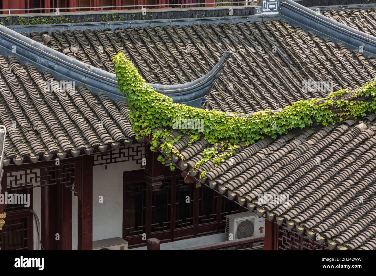 Edera che cresce sulle grondaie rovesciate sul tetto di un tradizionale edificio con tetto in tegole a Shanghai, in Cina. Foto Stock