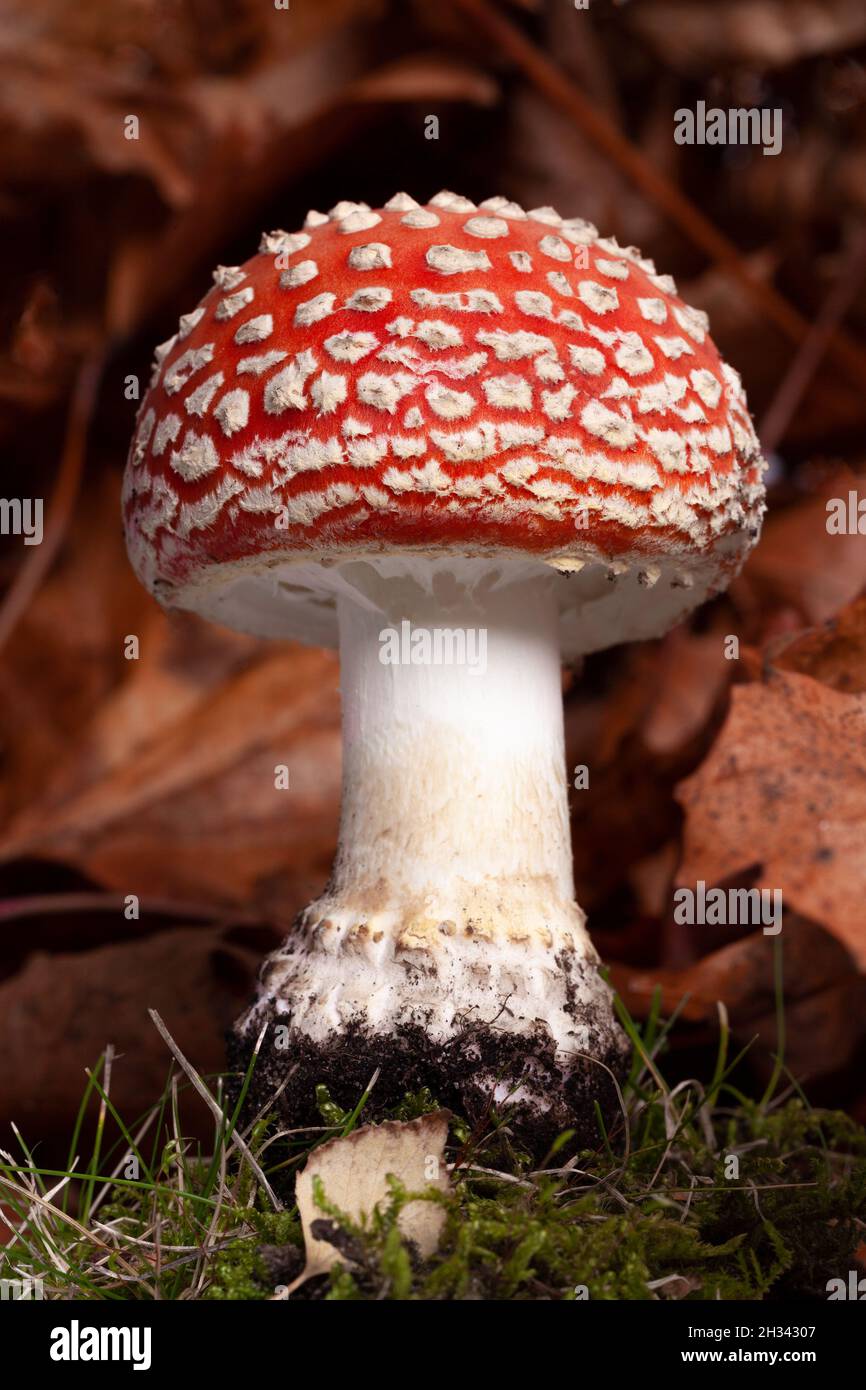 Fly agarico rosso fungo selvatico da vicino crescere in foglie d'autunno. Pianta selvaggia altamente tossica e velenosa che cresce in Norfolk UK Foto Stock