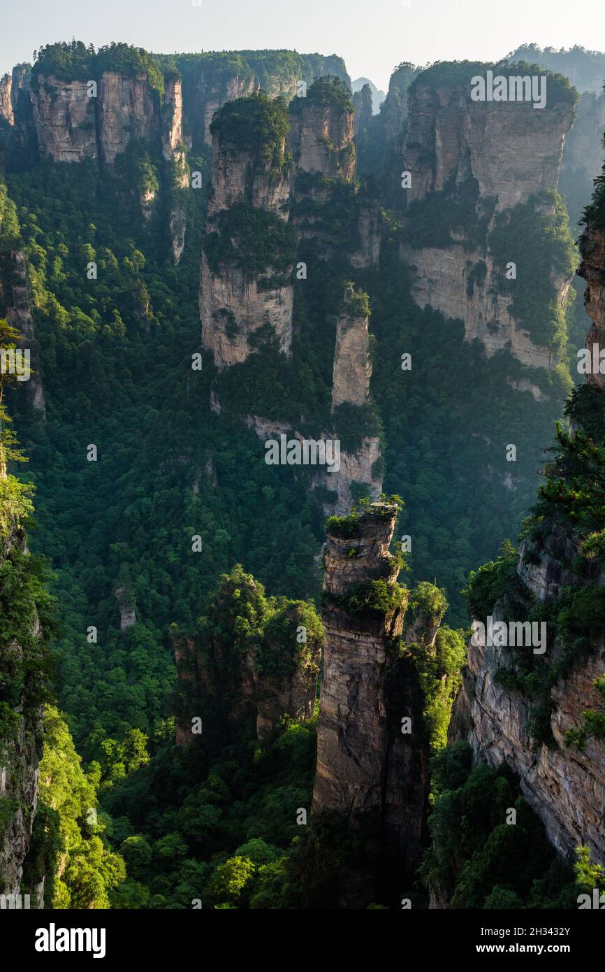 Le colonne di arenaria quarzite delle Montagne Avatar del Parco Nazionale della Foresta di Zhangjiajie in Cina. Foto Stock