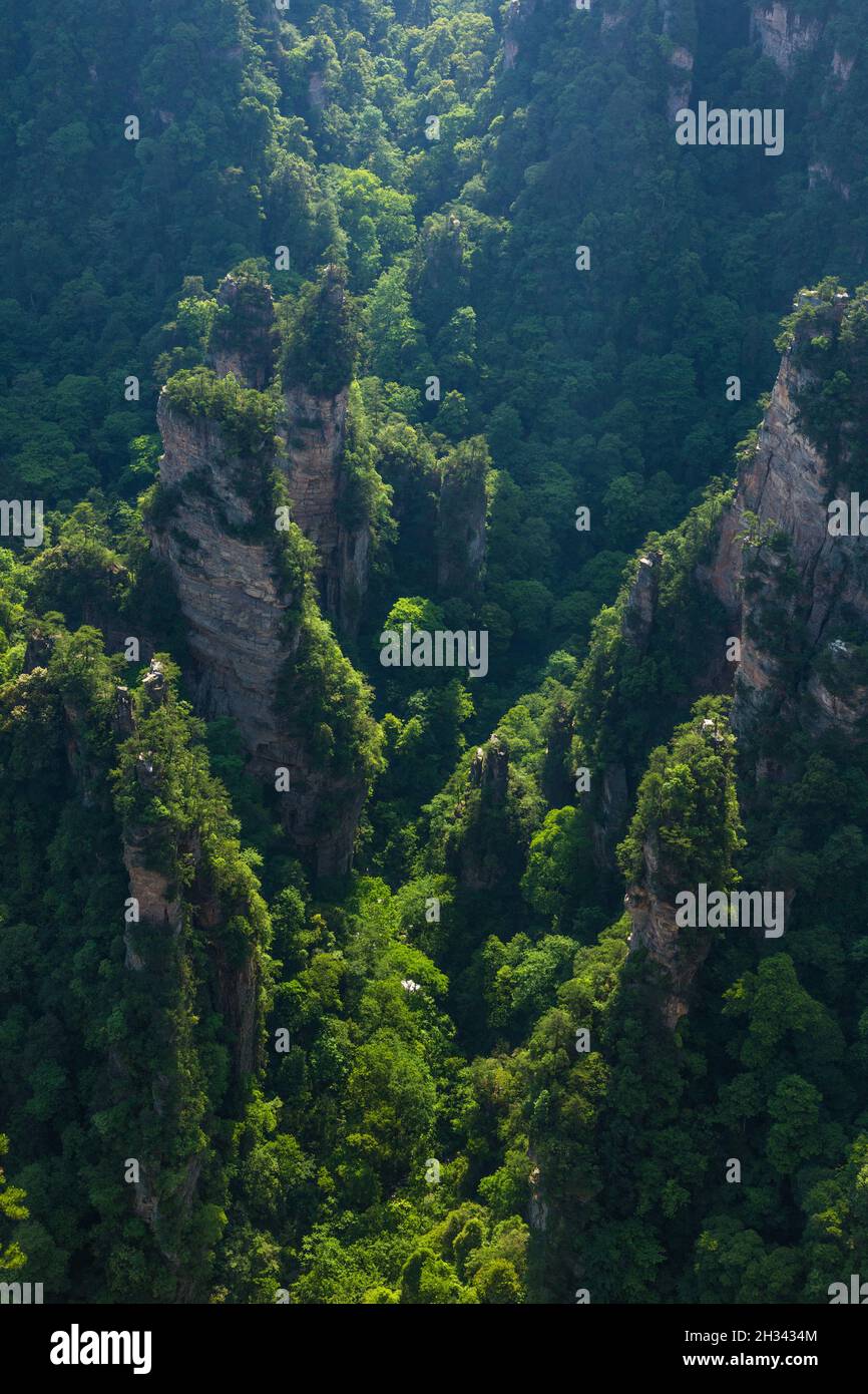 Le colonne di arenaria quarzite delle Montagne Avatar del Parco Nazionale della Foresta di Zhangjiajie in Cina. Foto Stock