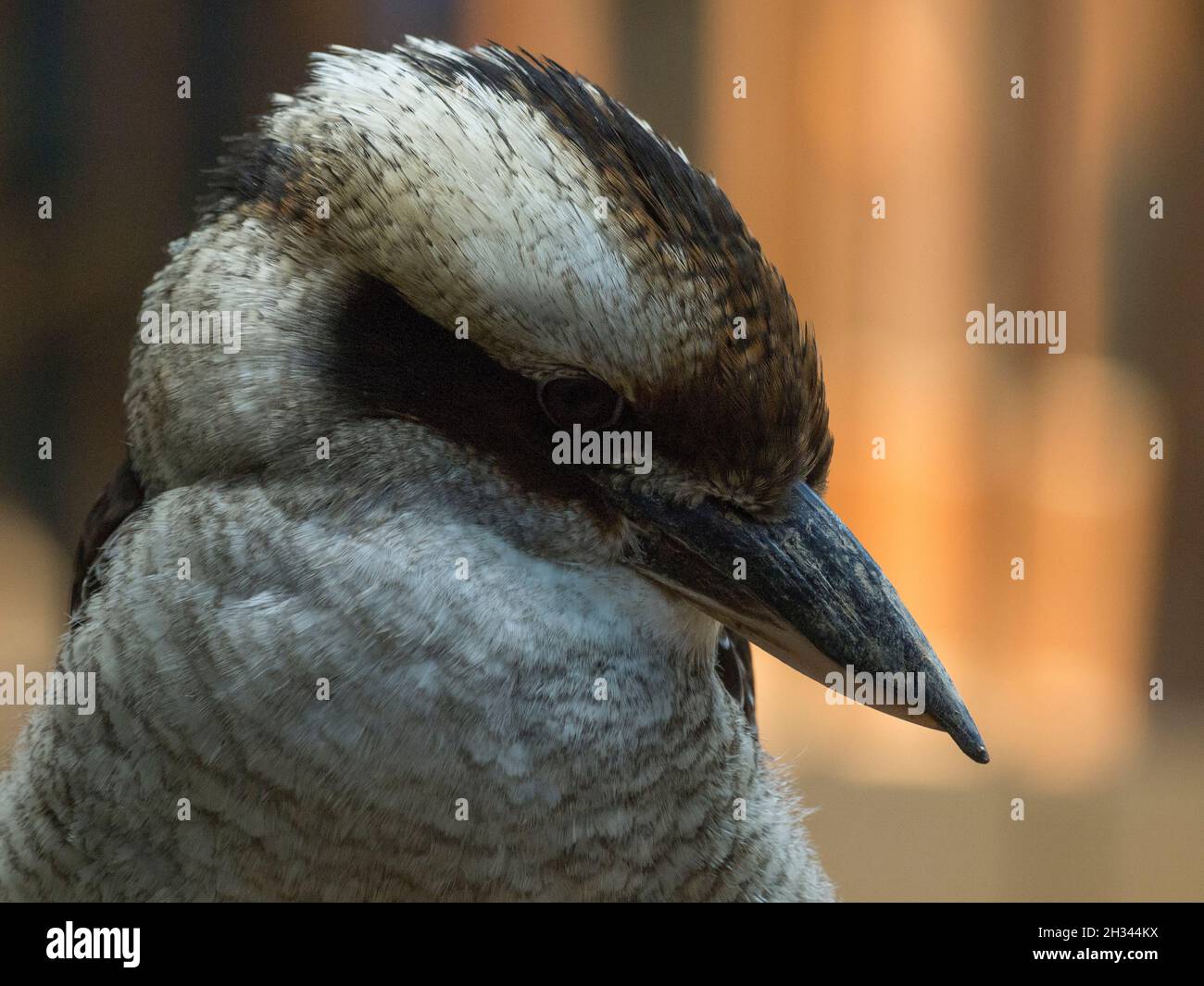 Kookaburra Foto Stock